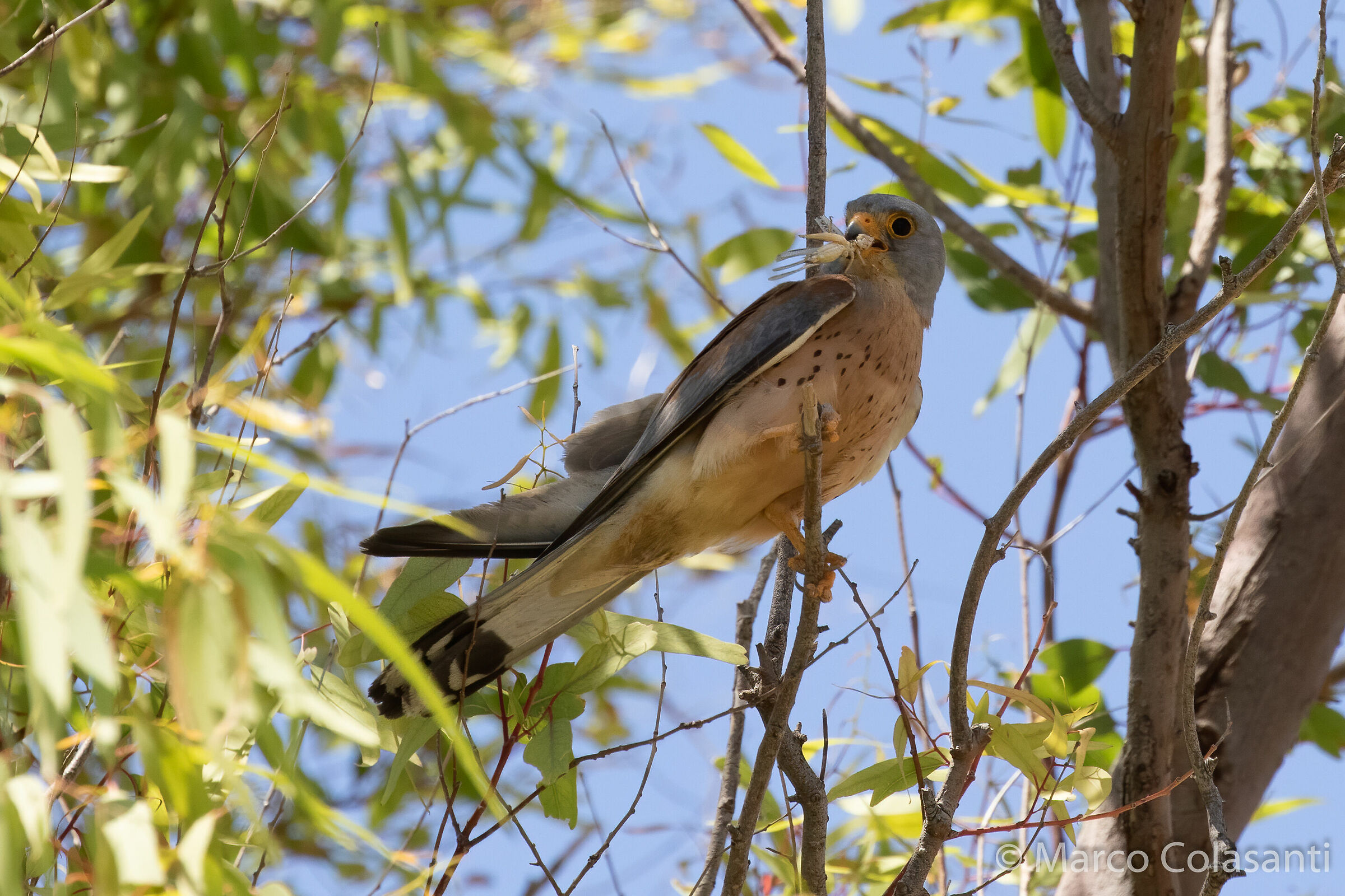 Falco naumanni tra le foglie....con preda