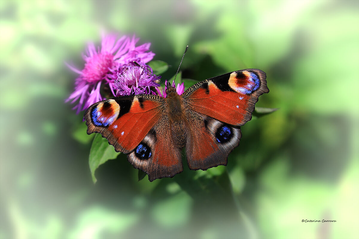 Vanessa I or butterfly peacock