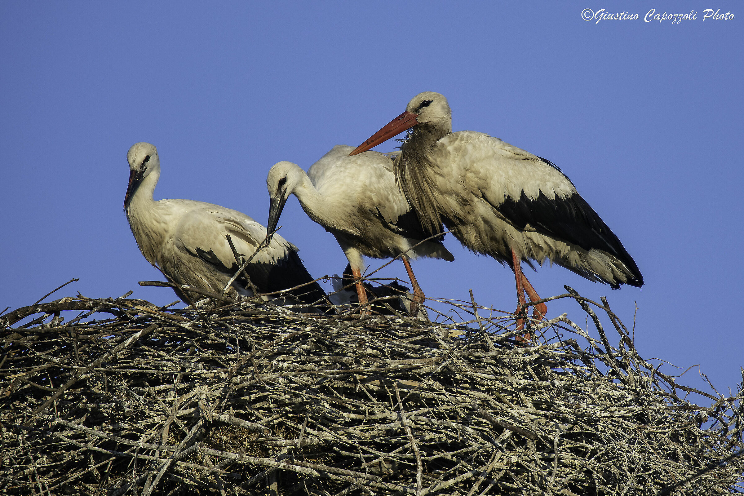 Mamma cicogna con i suoi piccoli