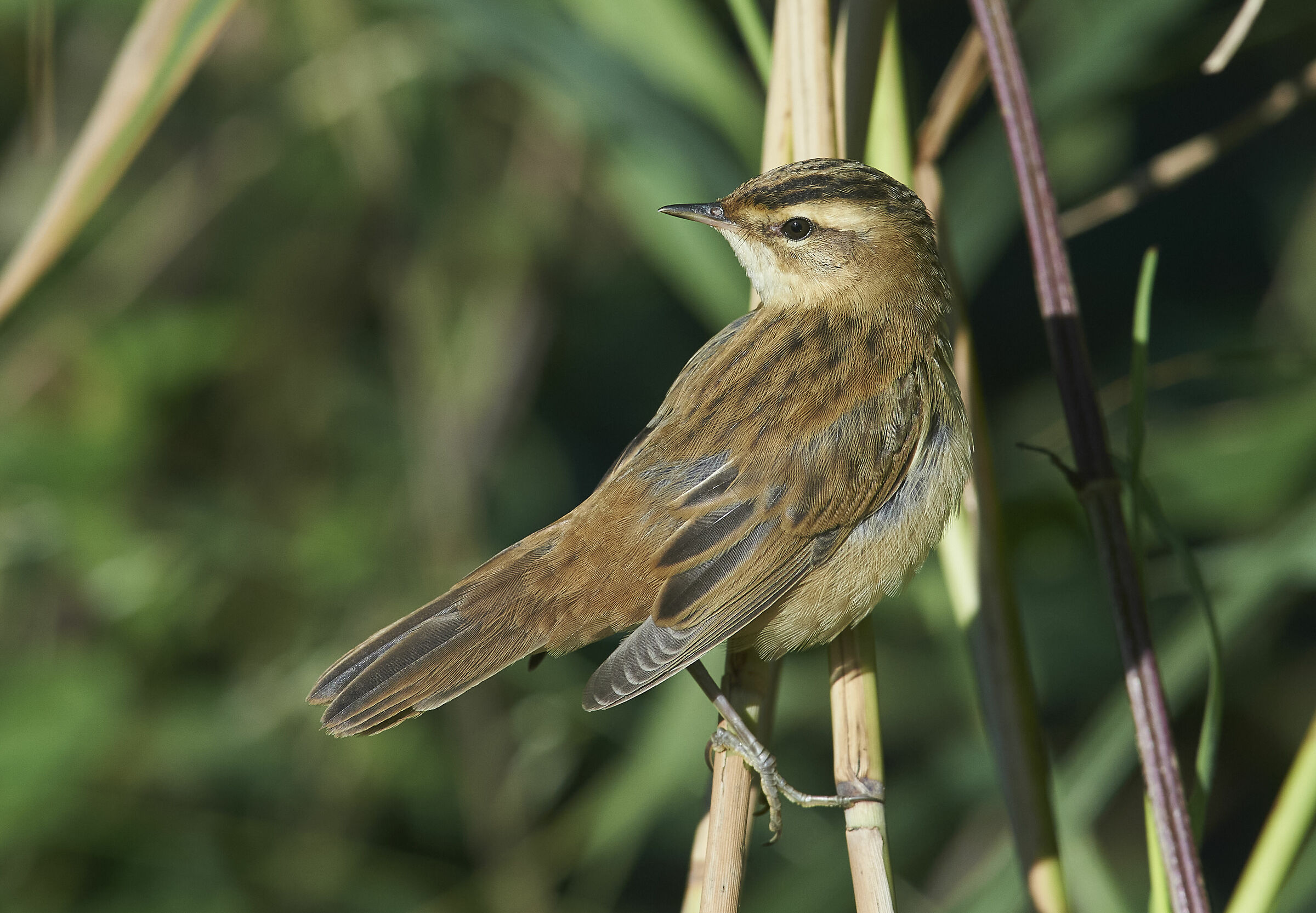 Bellite a sedge