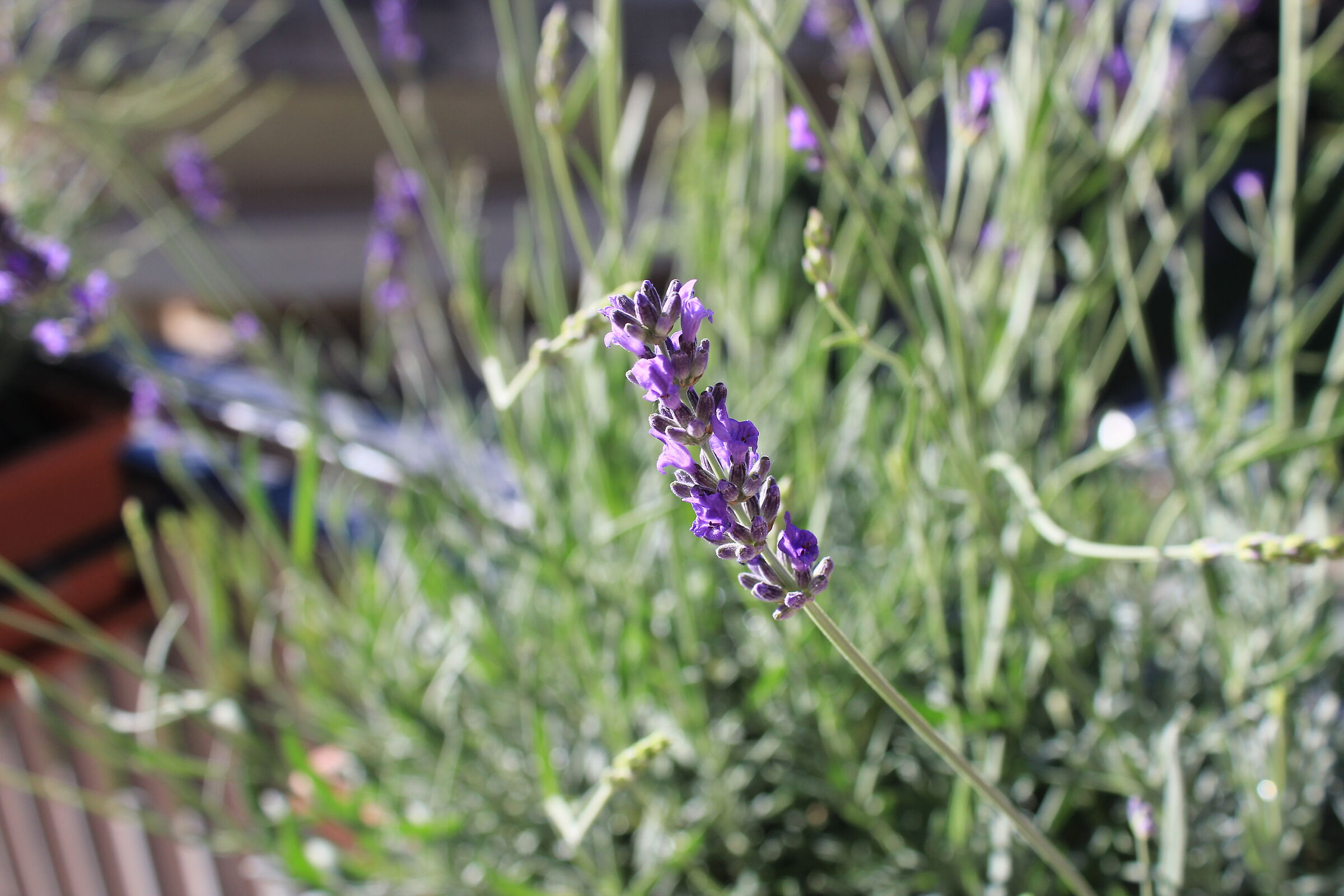 Lavender
