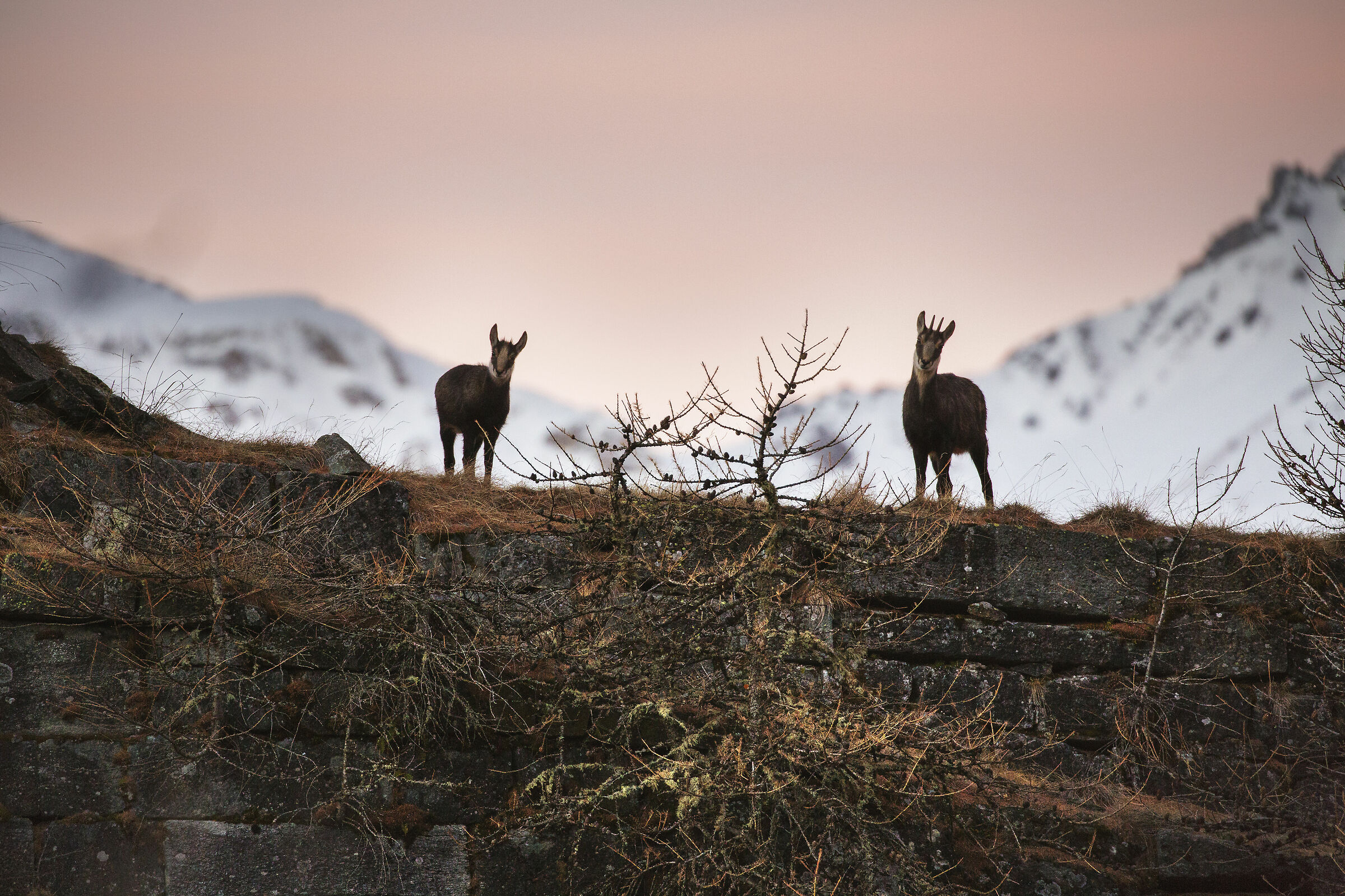 2 camosci sul castello