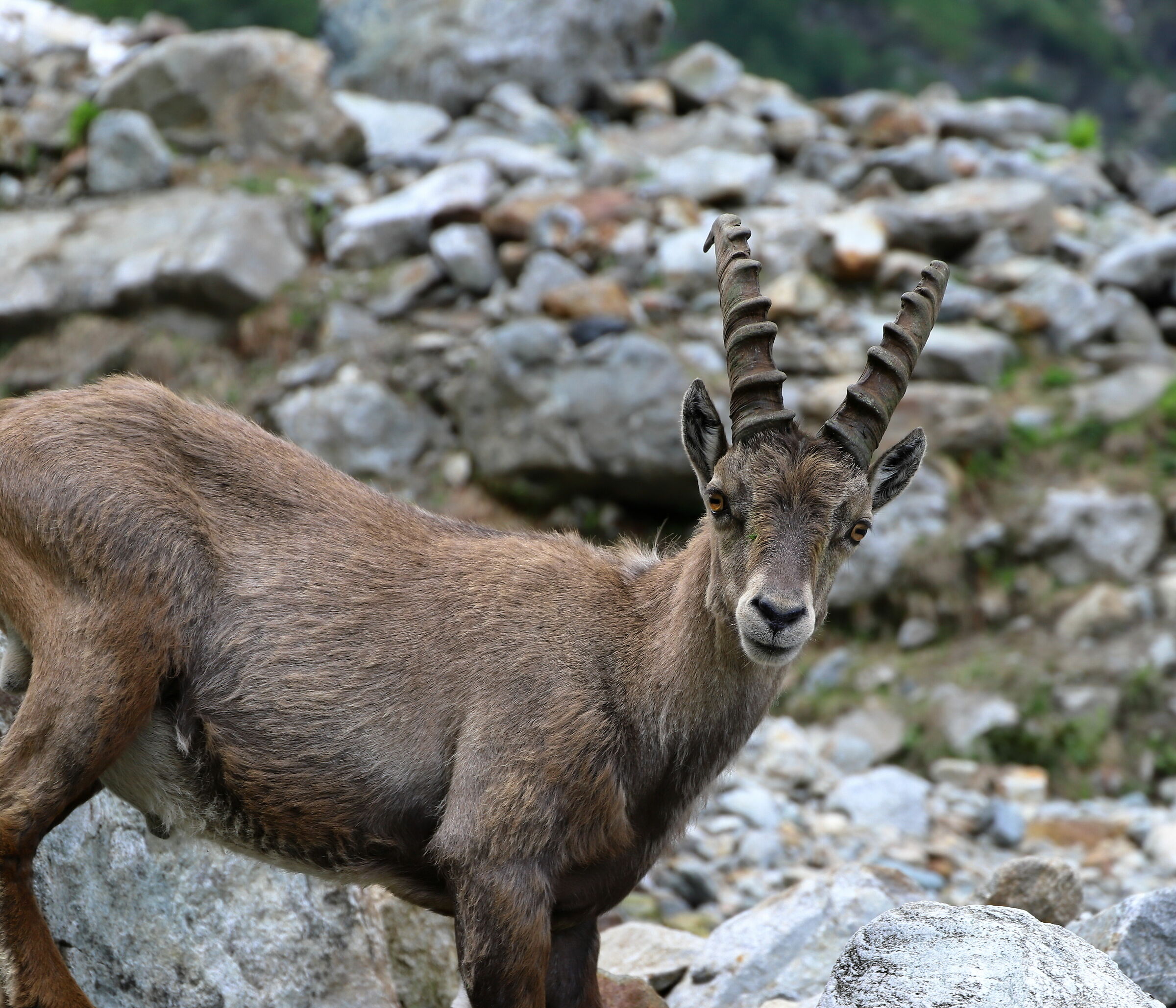Chamois