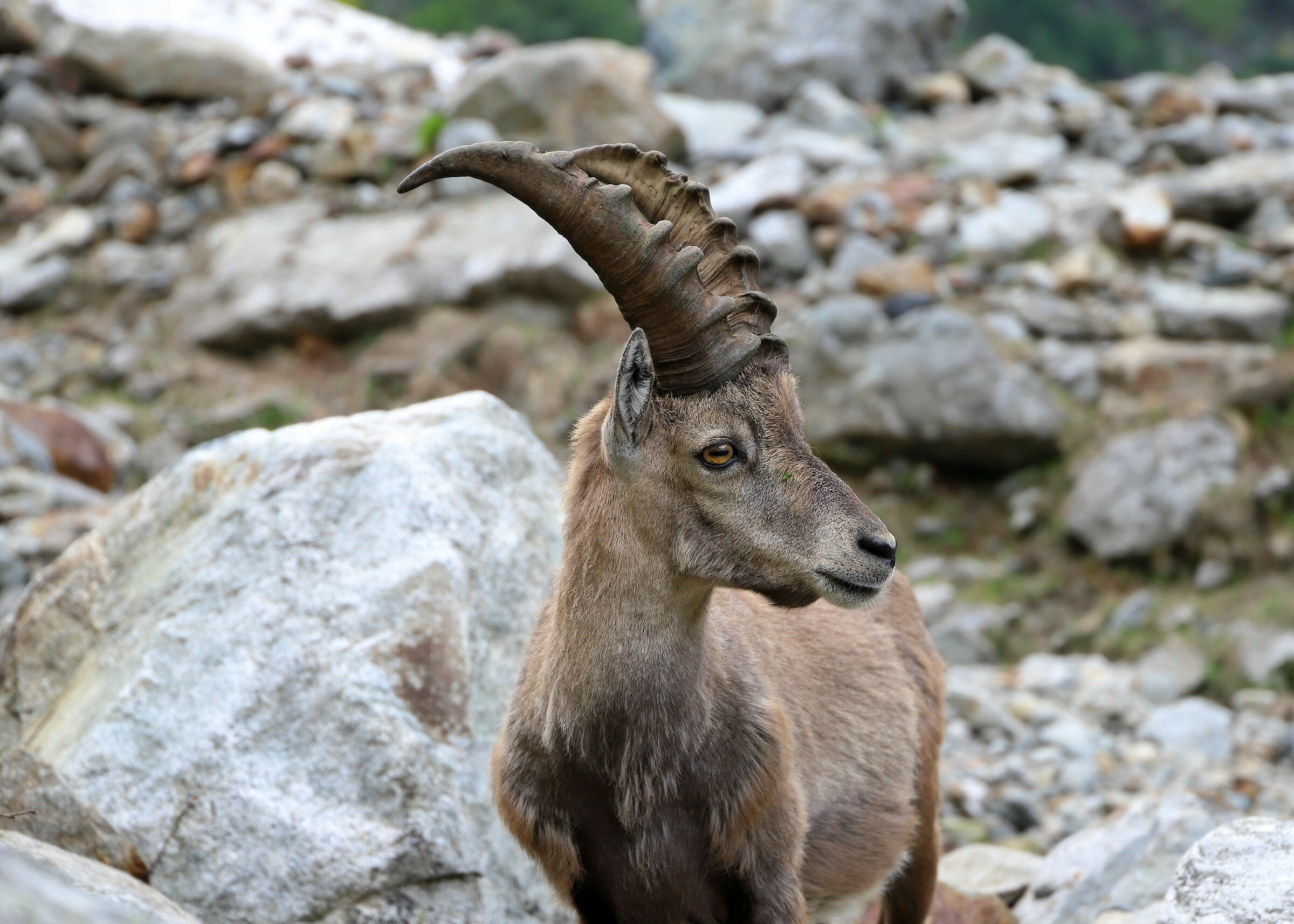 Chamois