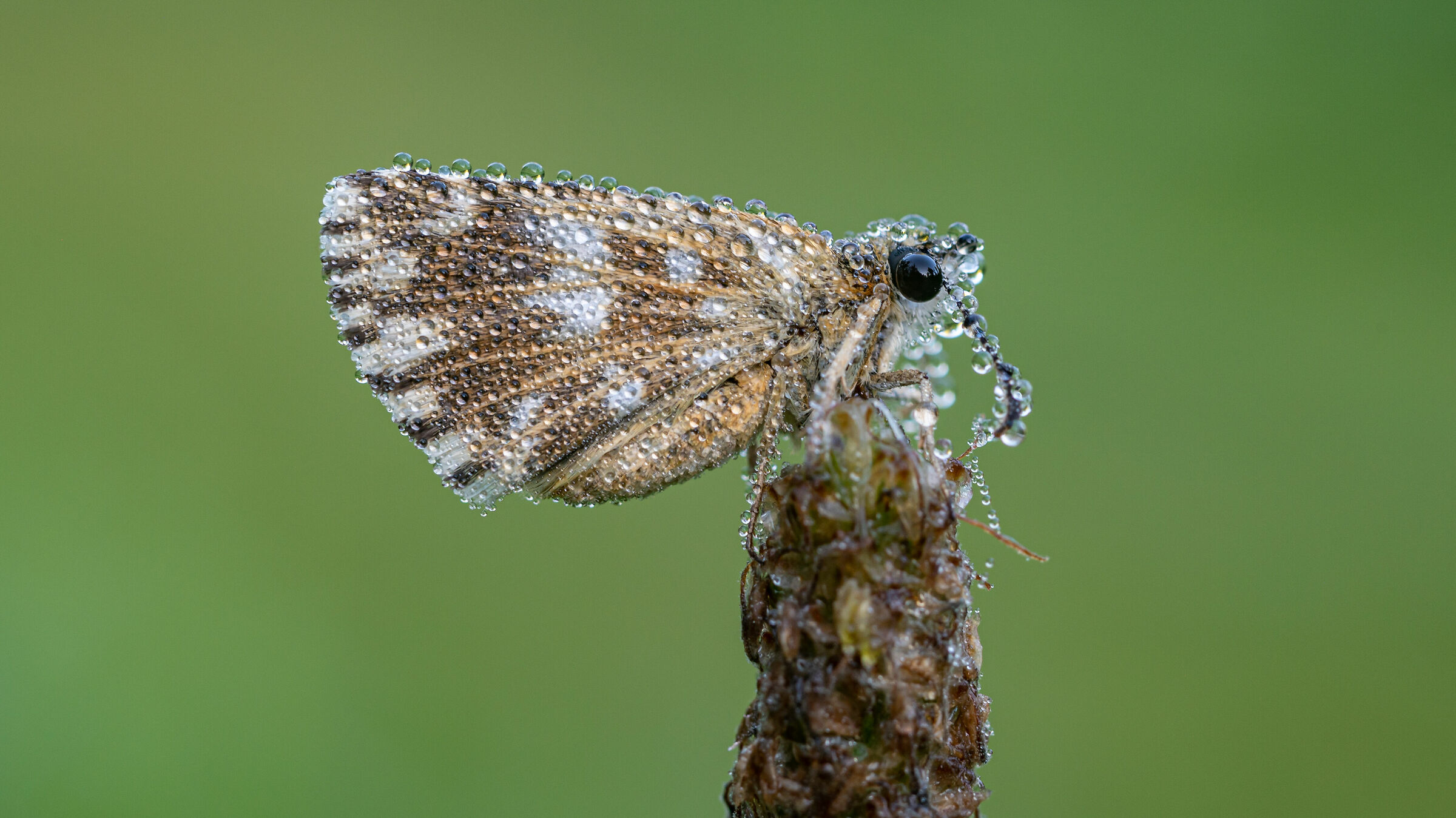 ... troppa rugiada stamattina...