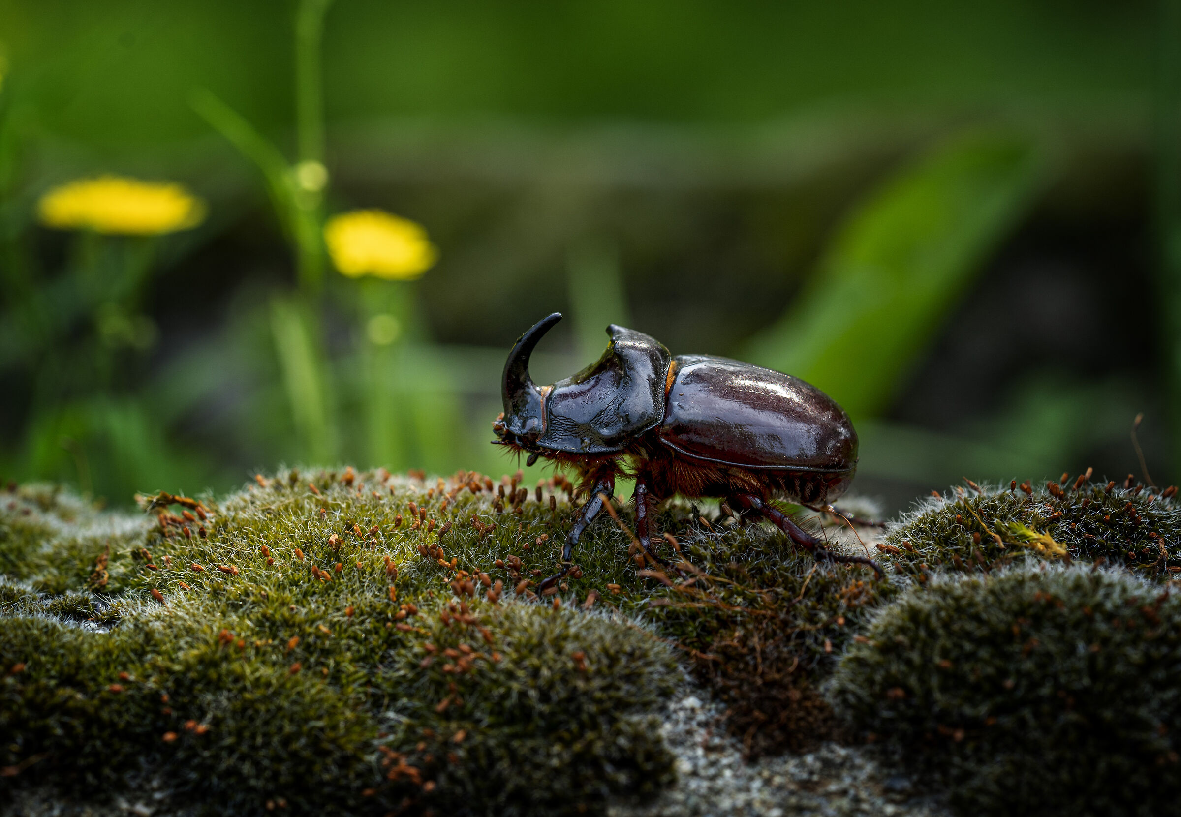 Maschio di Scarabeo rinoceronte
