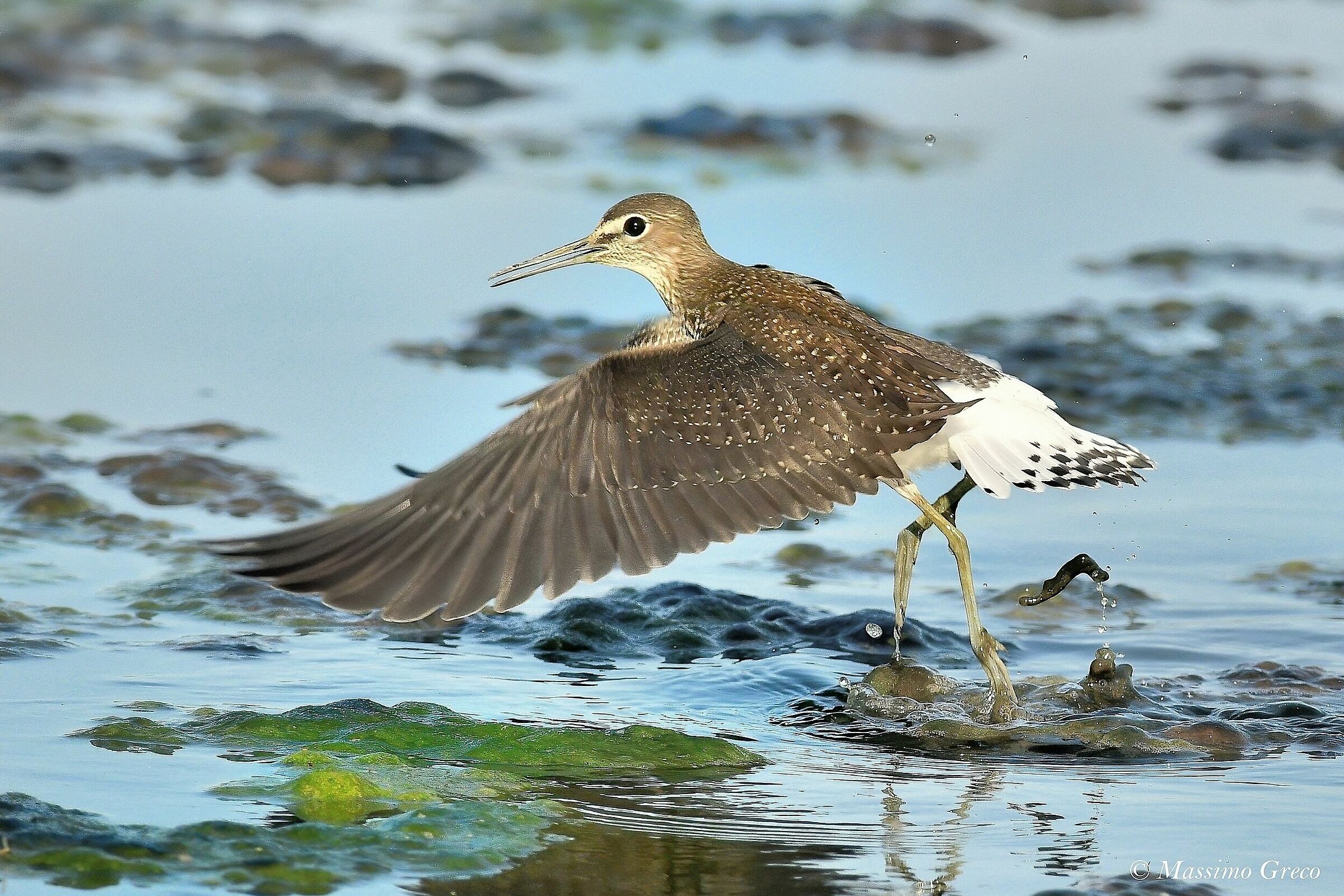 Piro-piro culbianco (Tringa ochropus)