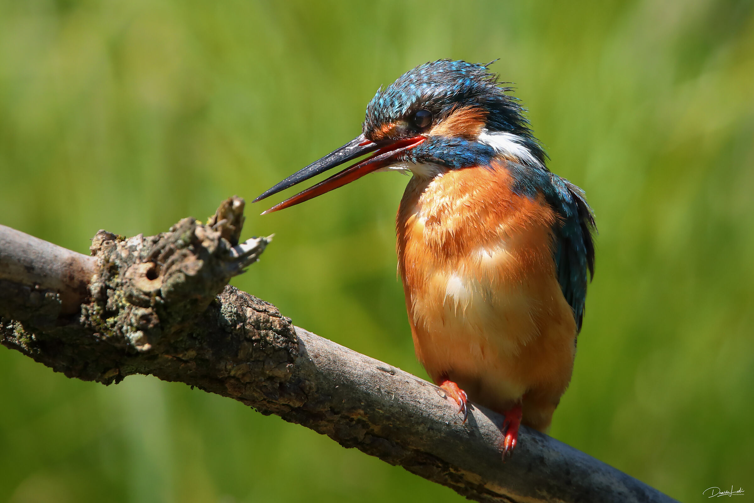 Kingfisher