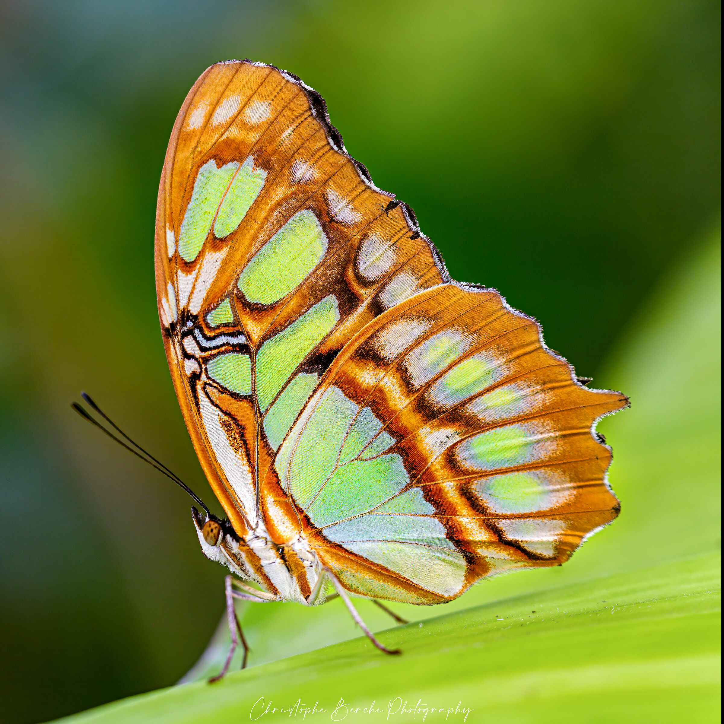 Siproeta stelenes