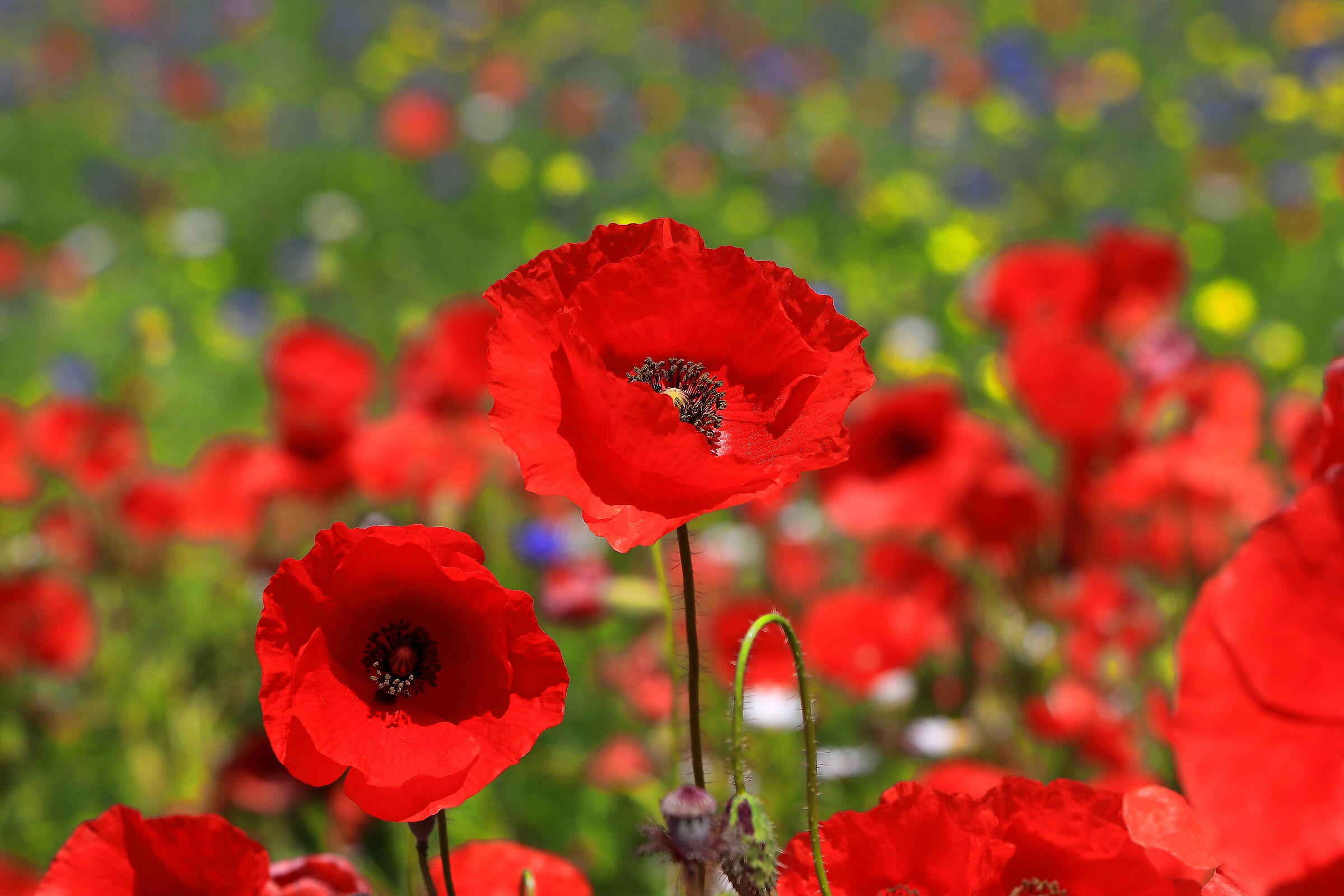 I papaveri di Castelluccio