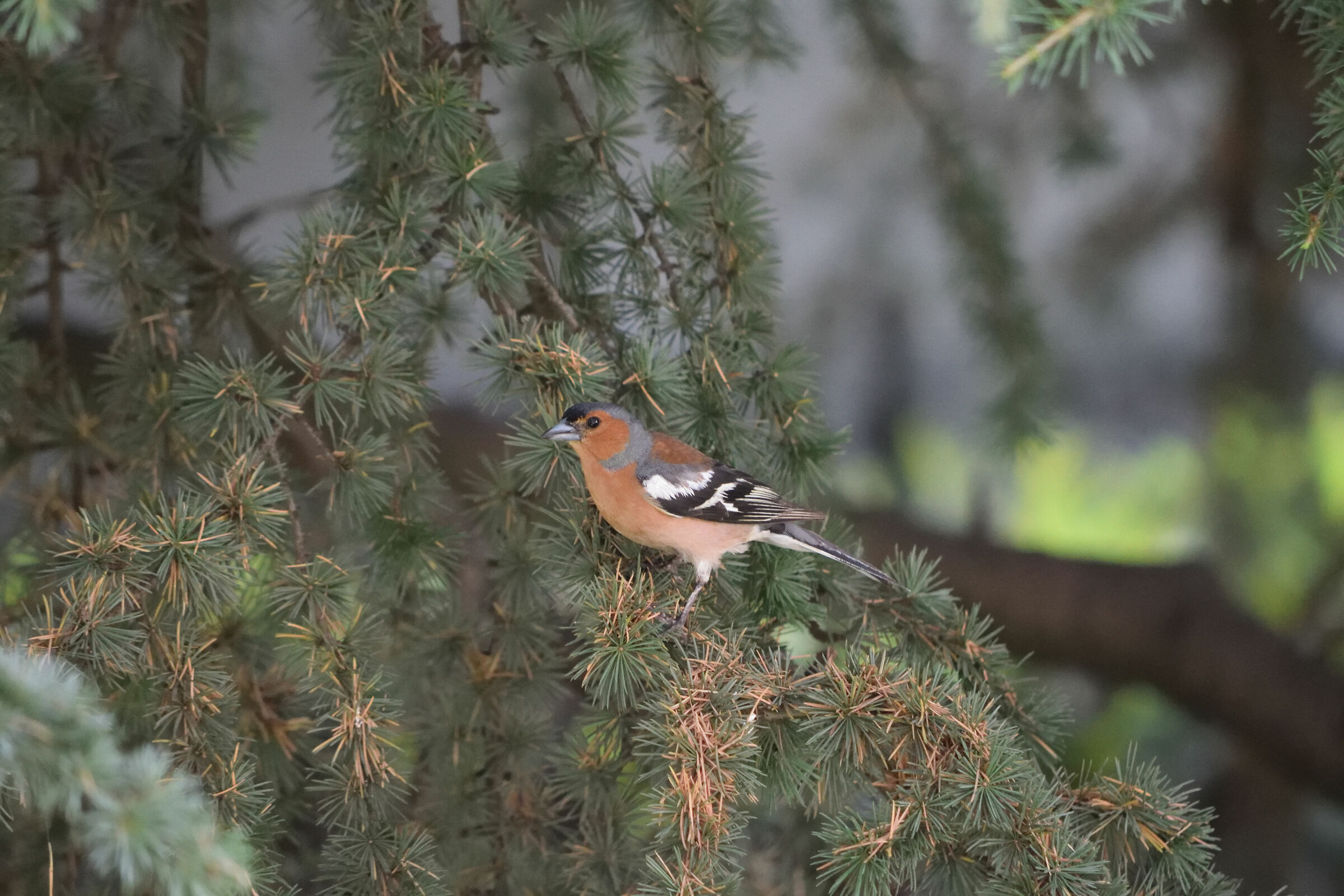 Chaffinch