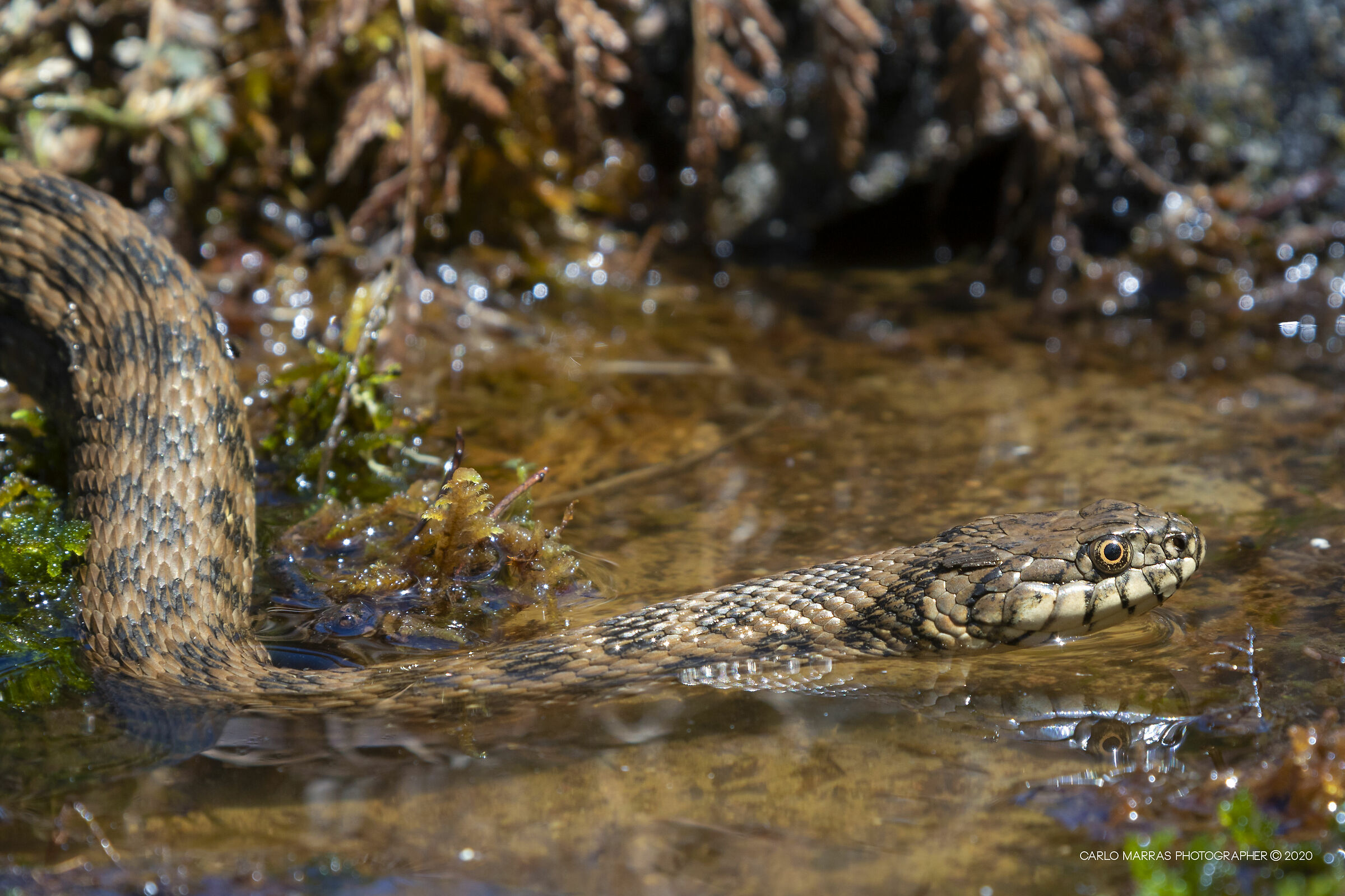 Natrix maura (Biscia Viperina)