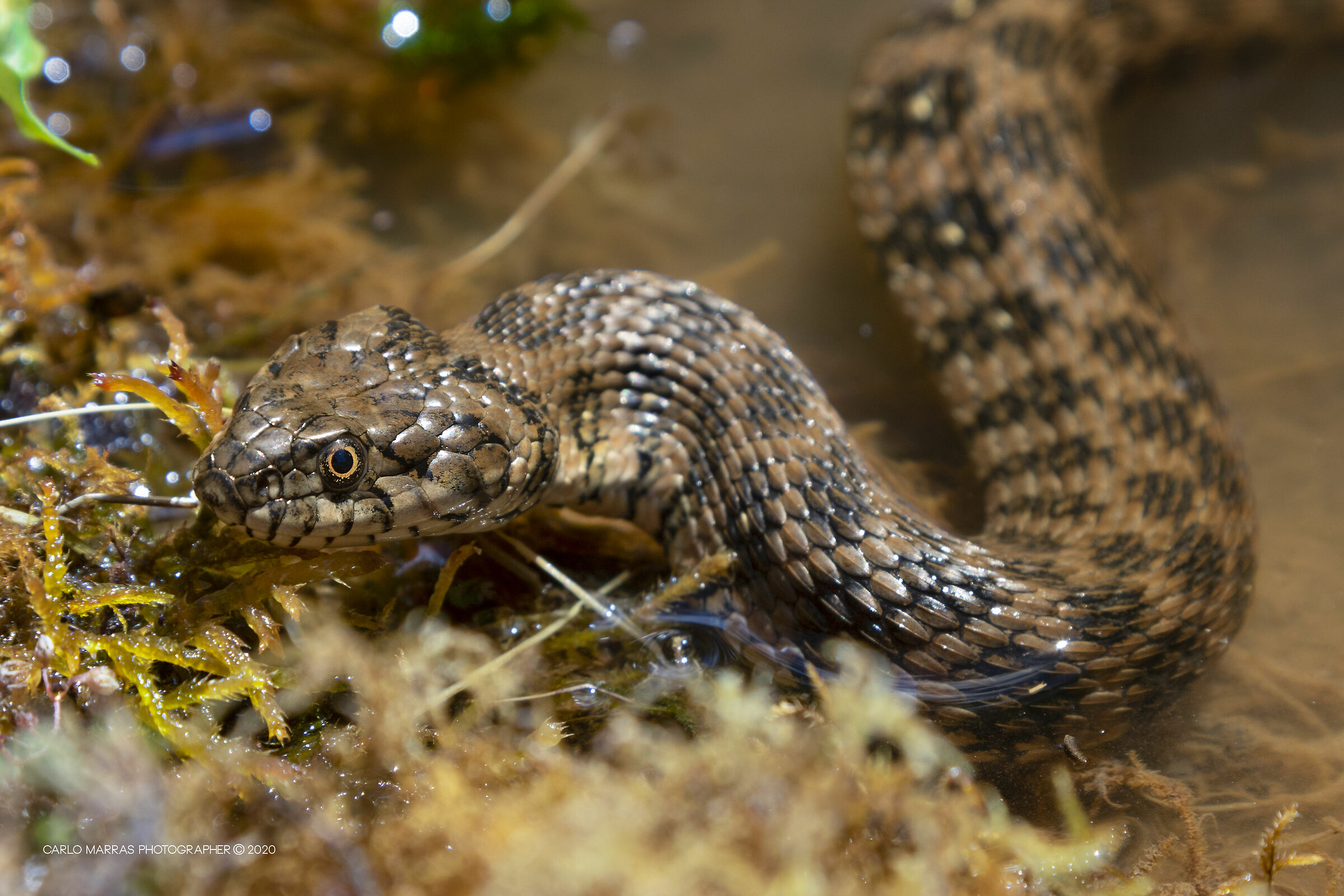 Natrix maura (Biscia Viperina)