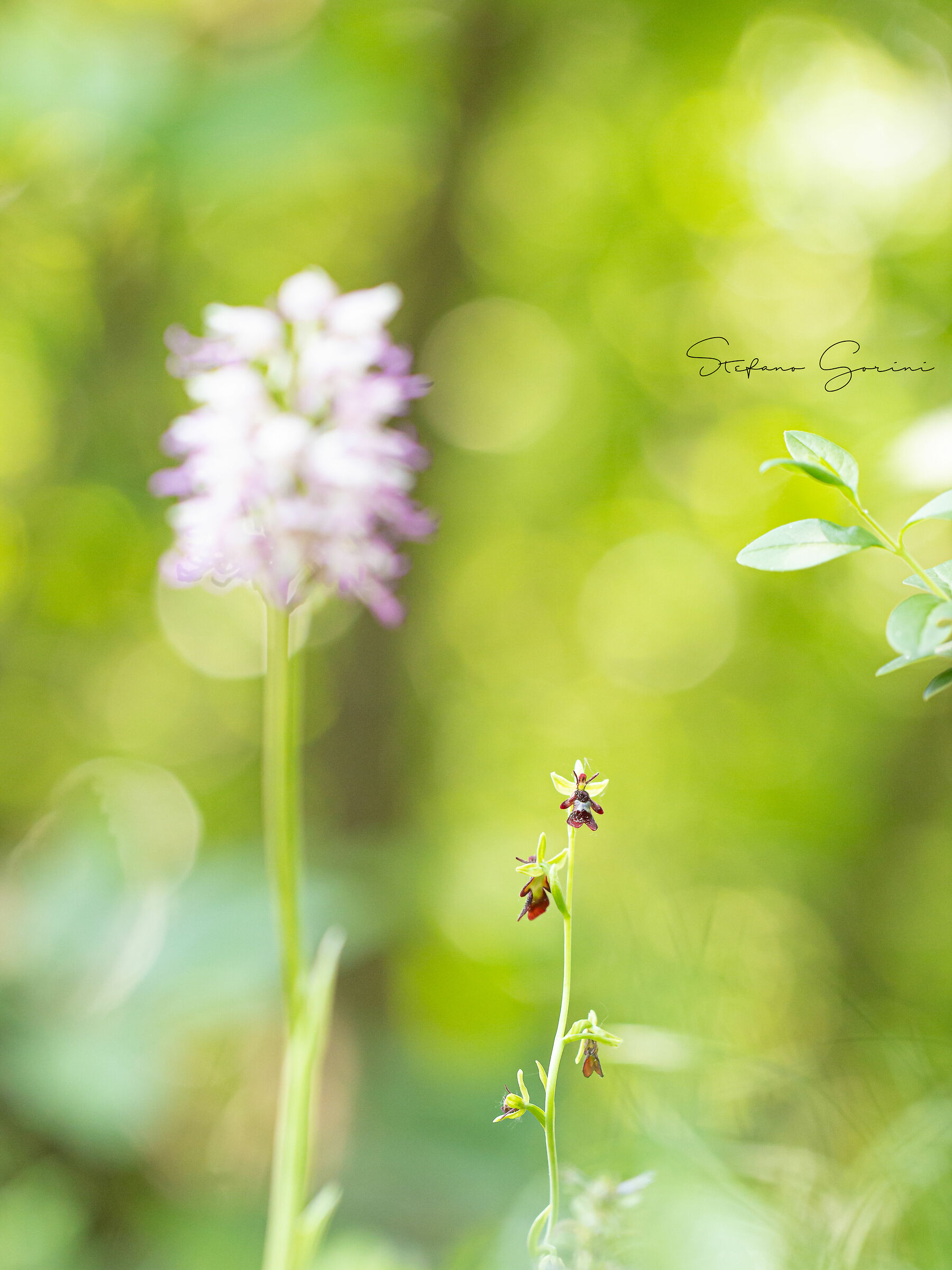 Ophrys insectifera e Orchis simia