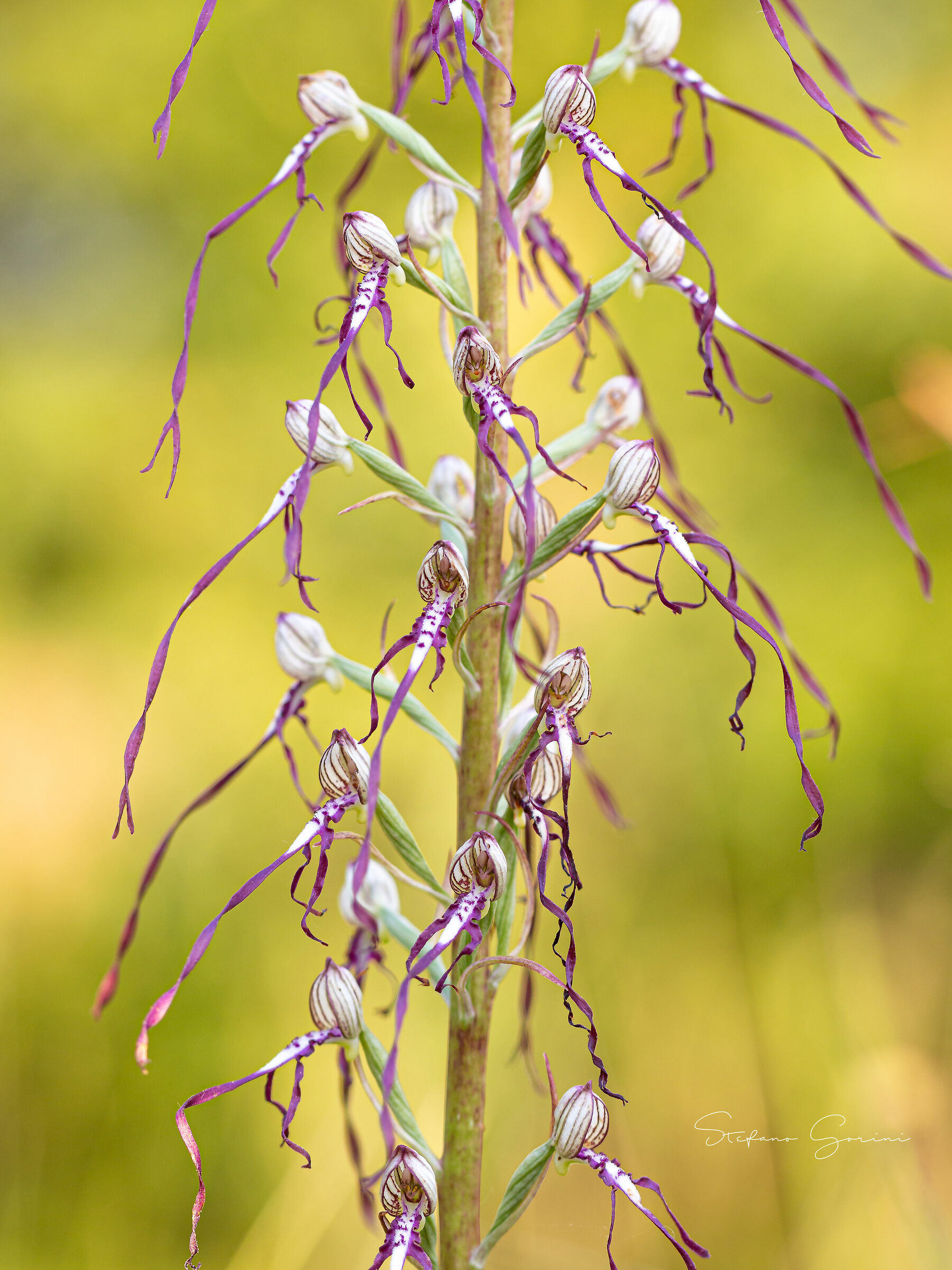 Himantoglossum adriaticum