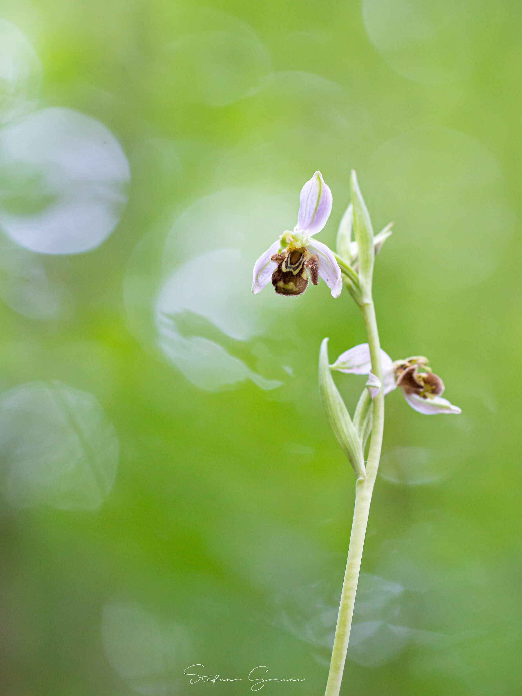 Apifer ophrys