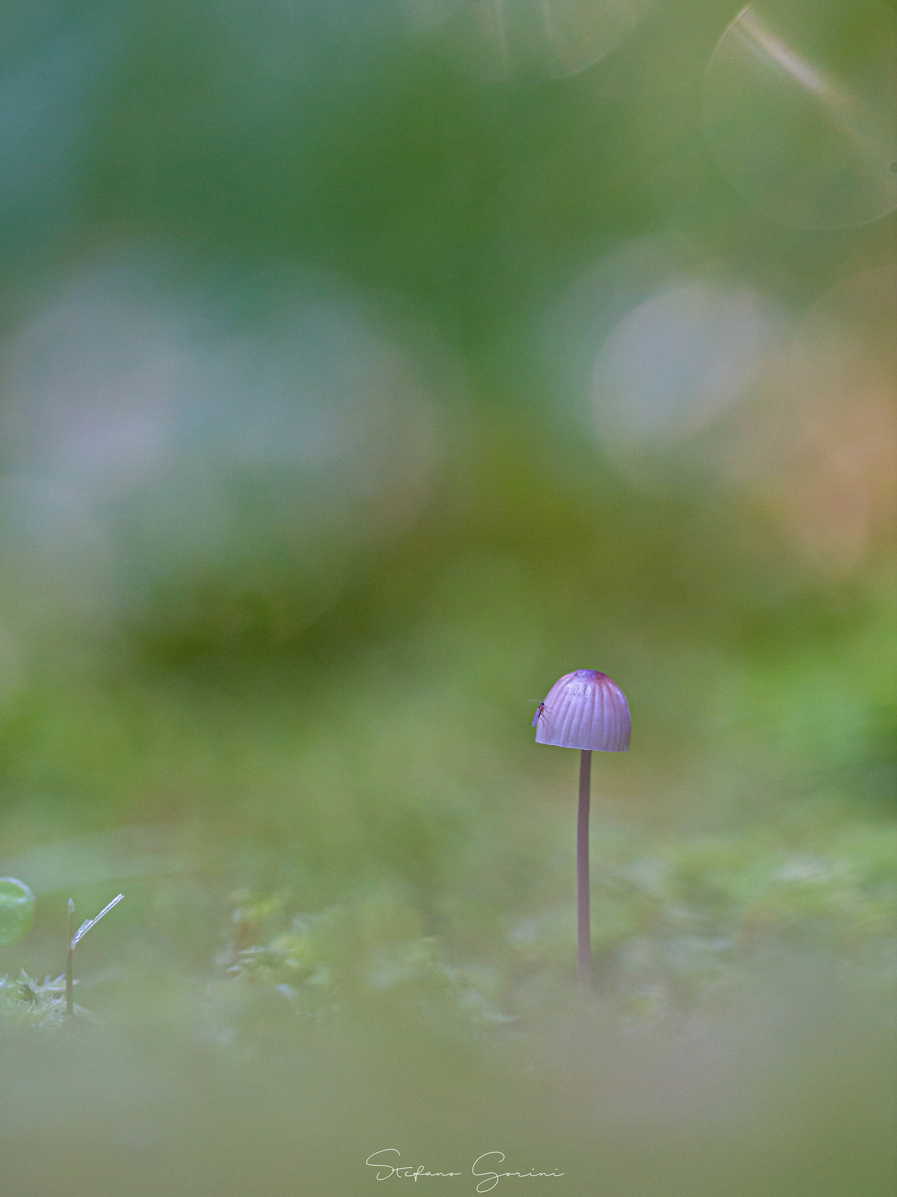 Mycena sp