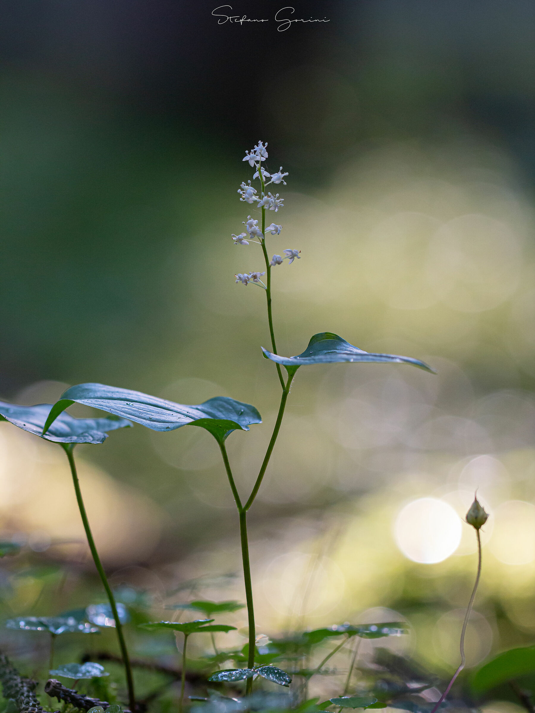 Maianthemum bifolium