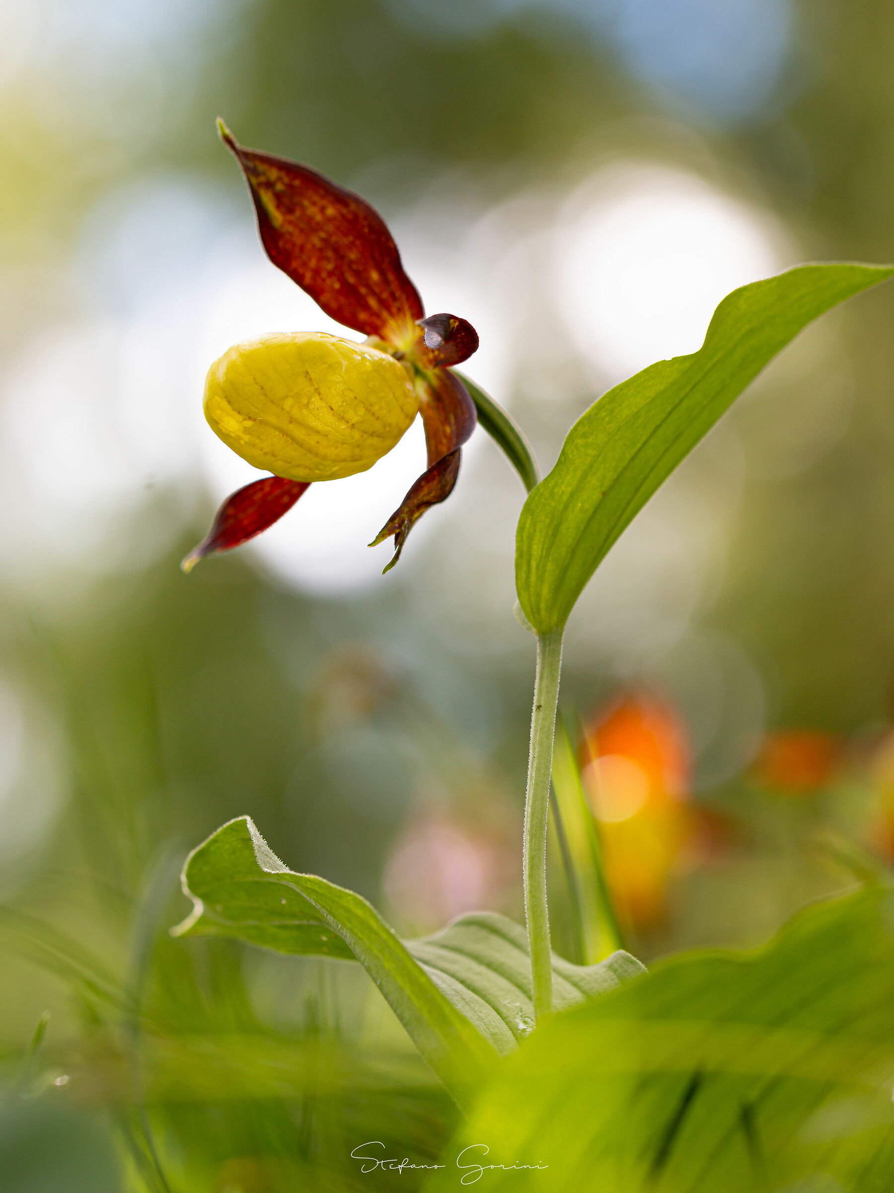 Cypripedium lime