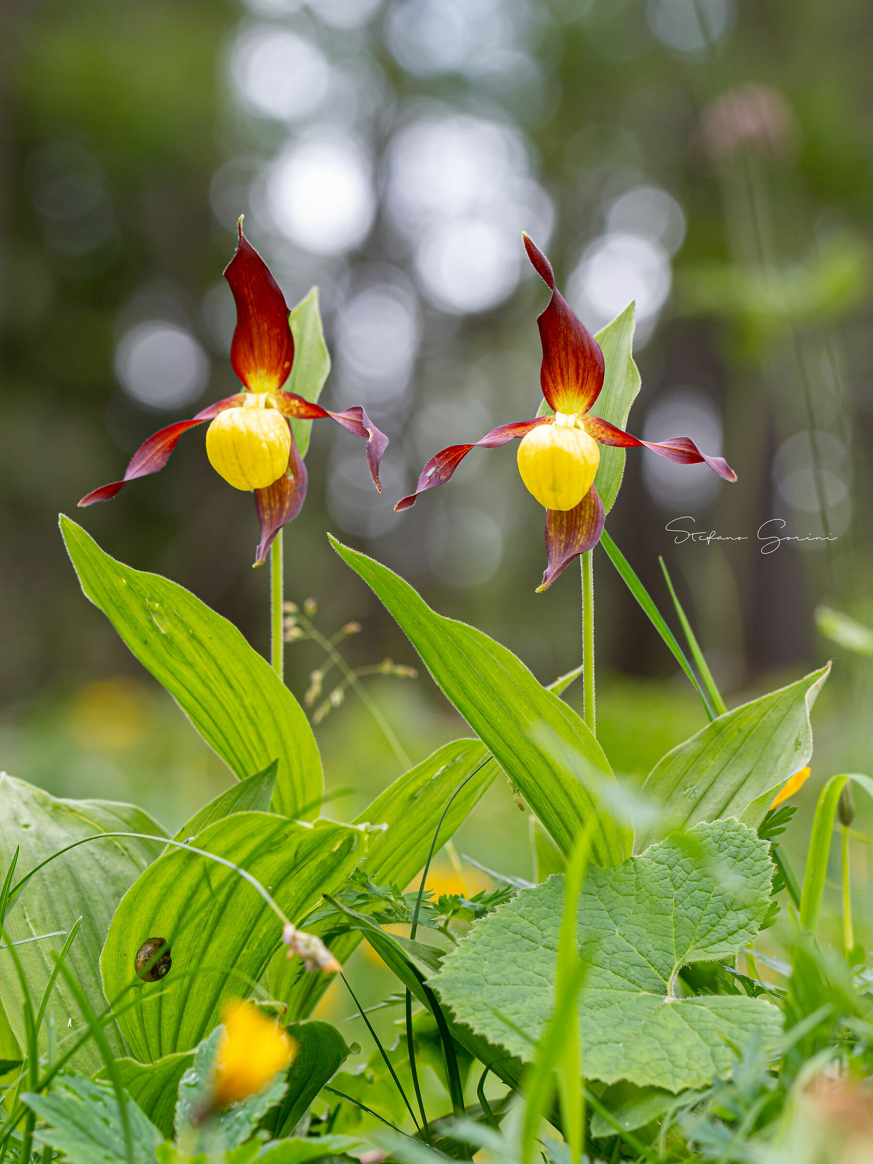 Cypripedium lime