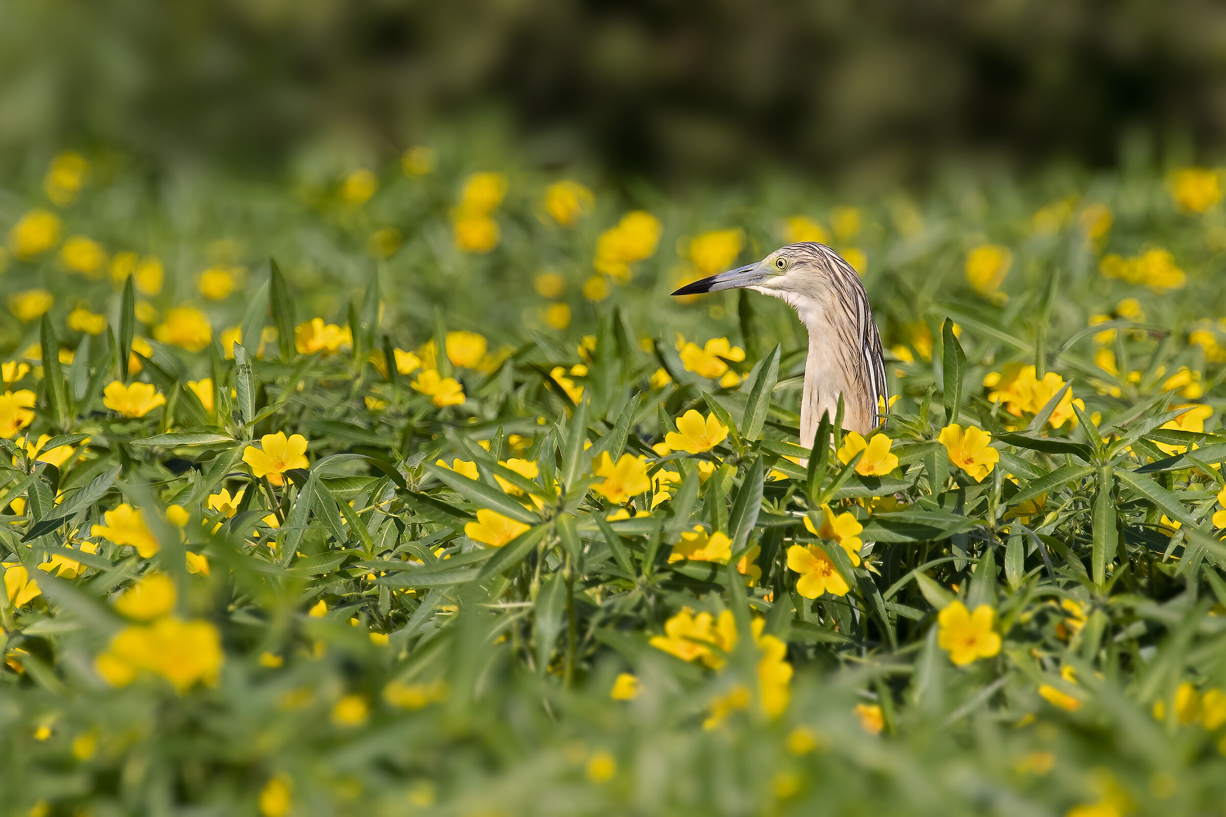 Incontri nel Parco del Mincio (mn)