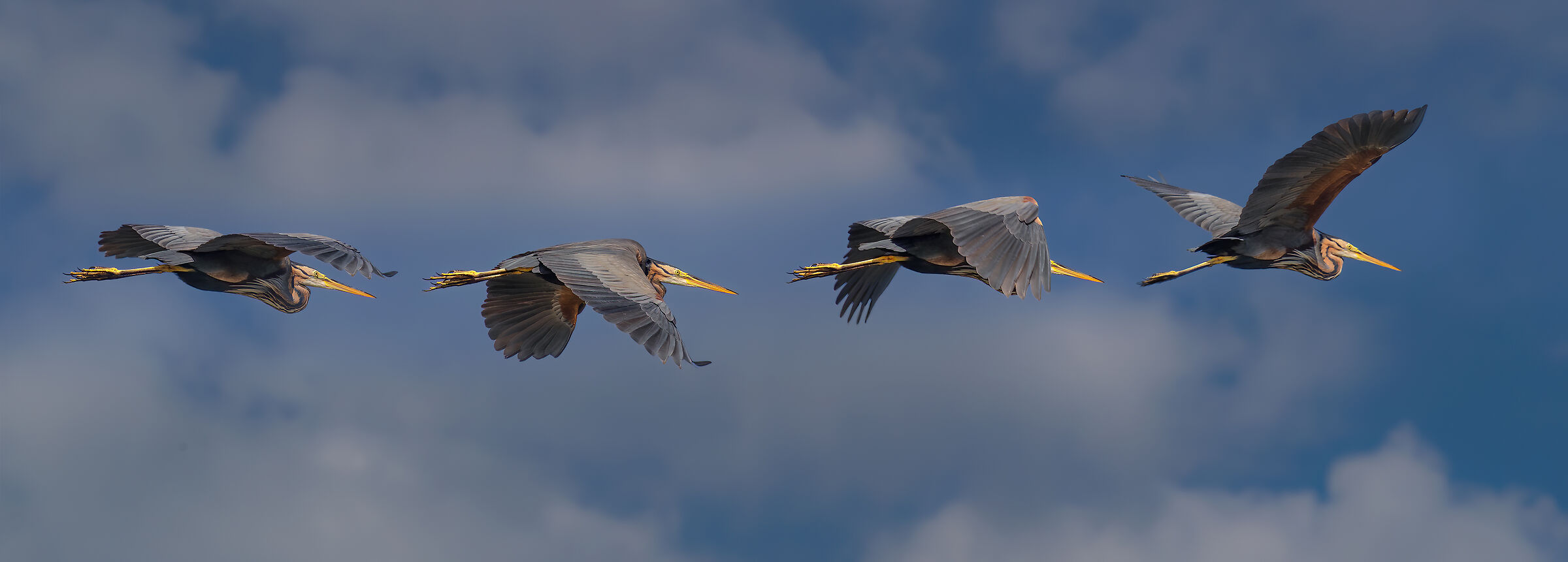 Incontri nel Parco del Mincio (mn)