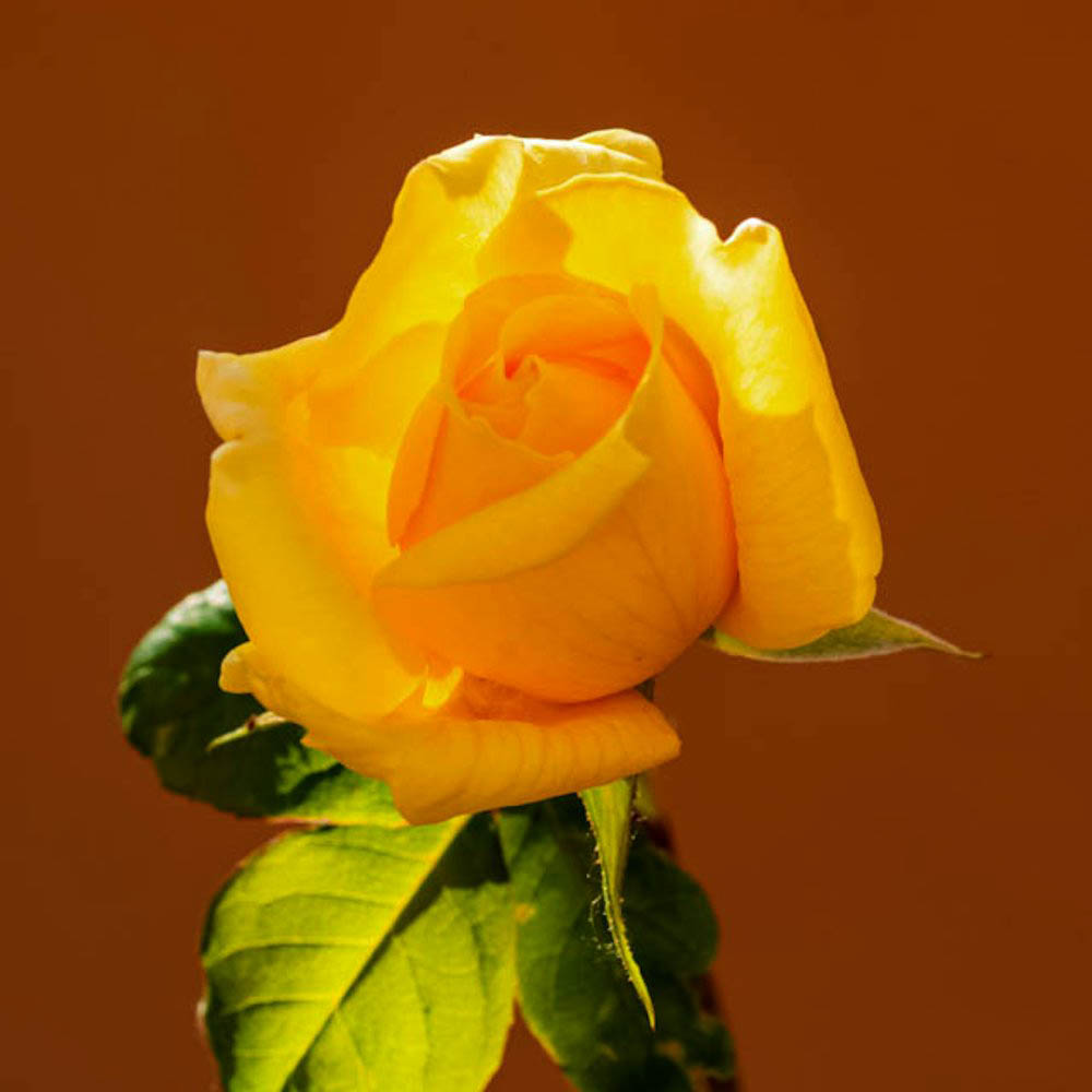 La prima rosa del mio giardino 2020