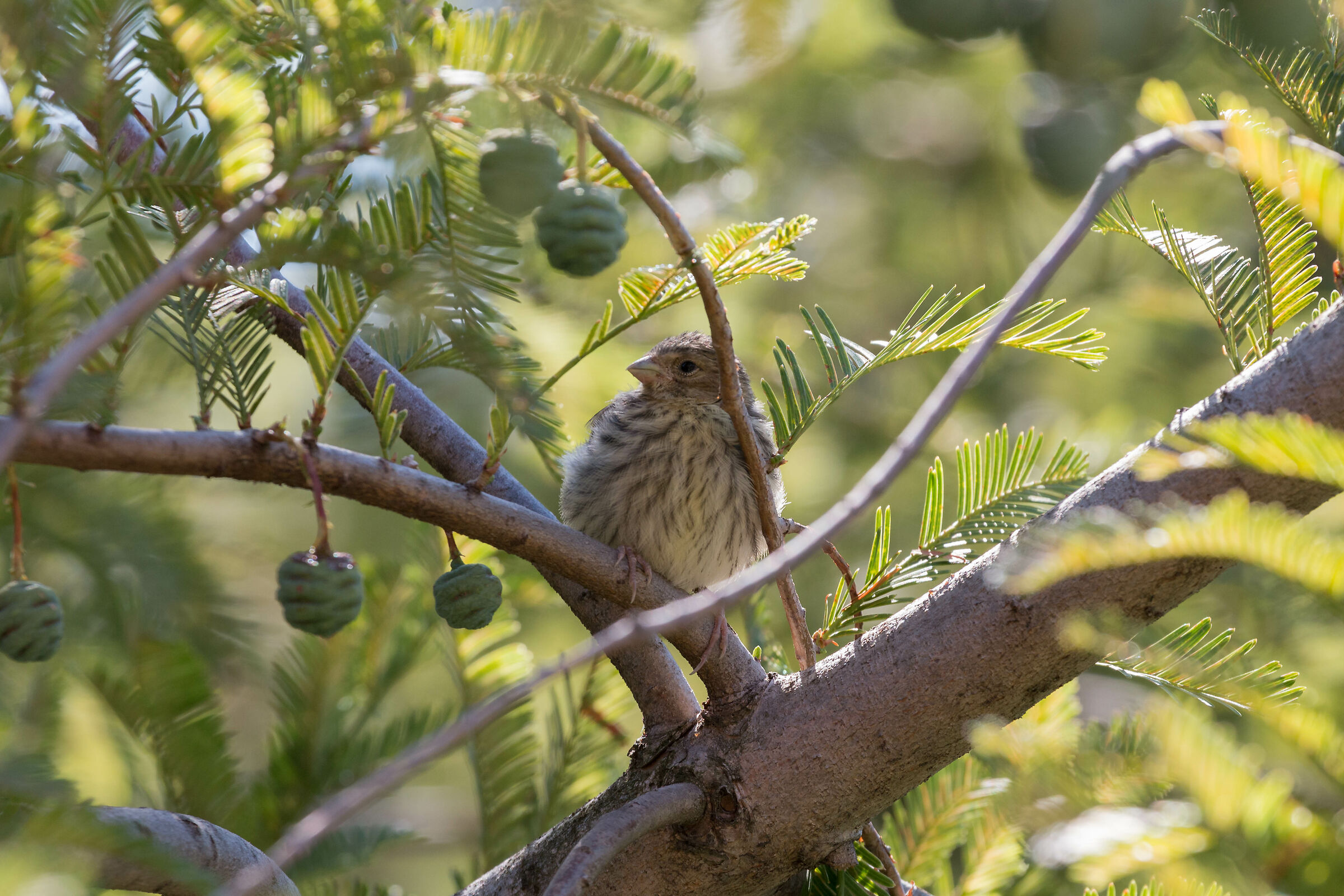 Juv of Lucherino or Verzellino?