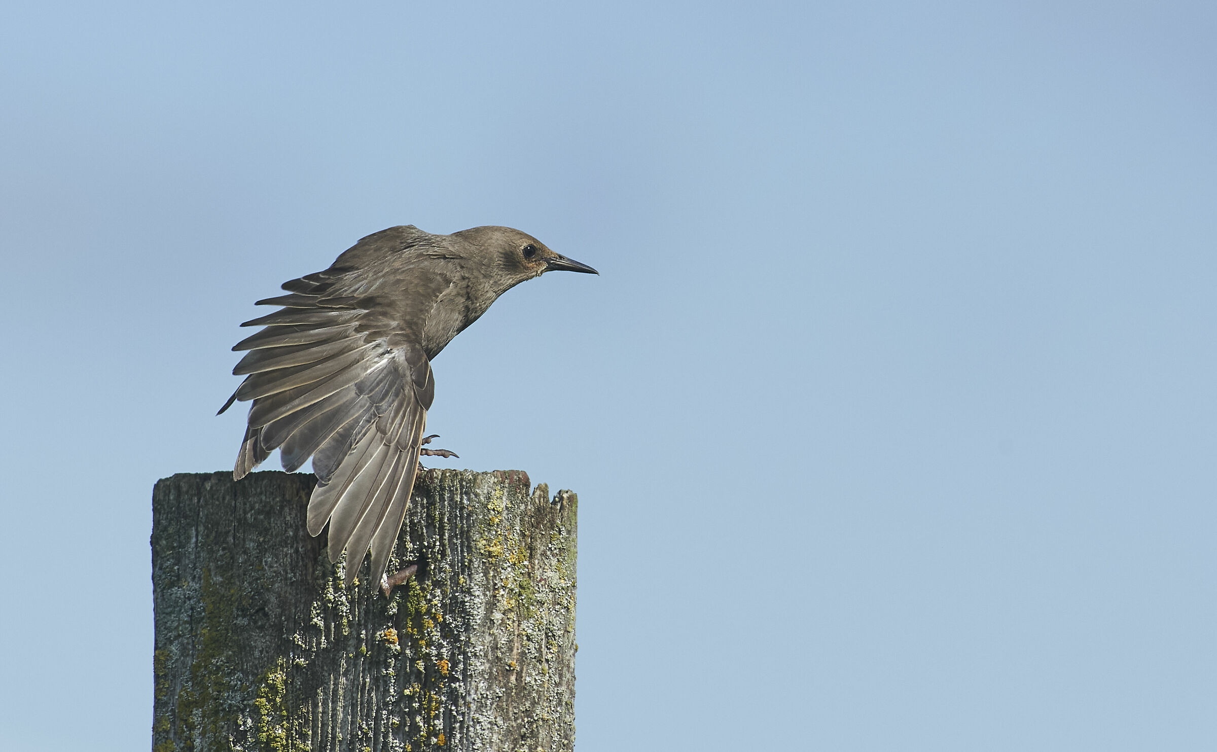 Starling giovanile