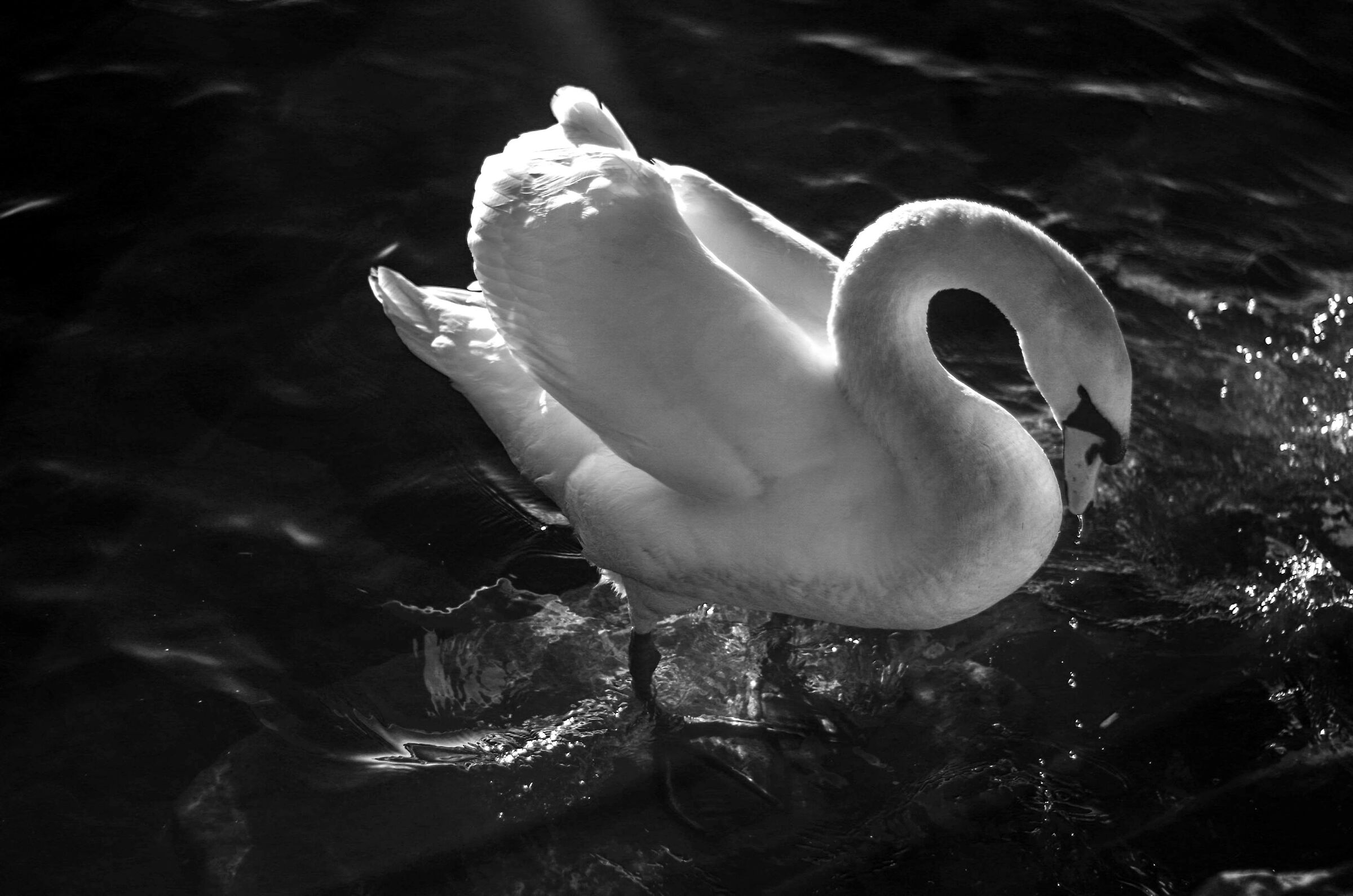 Swan