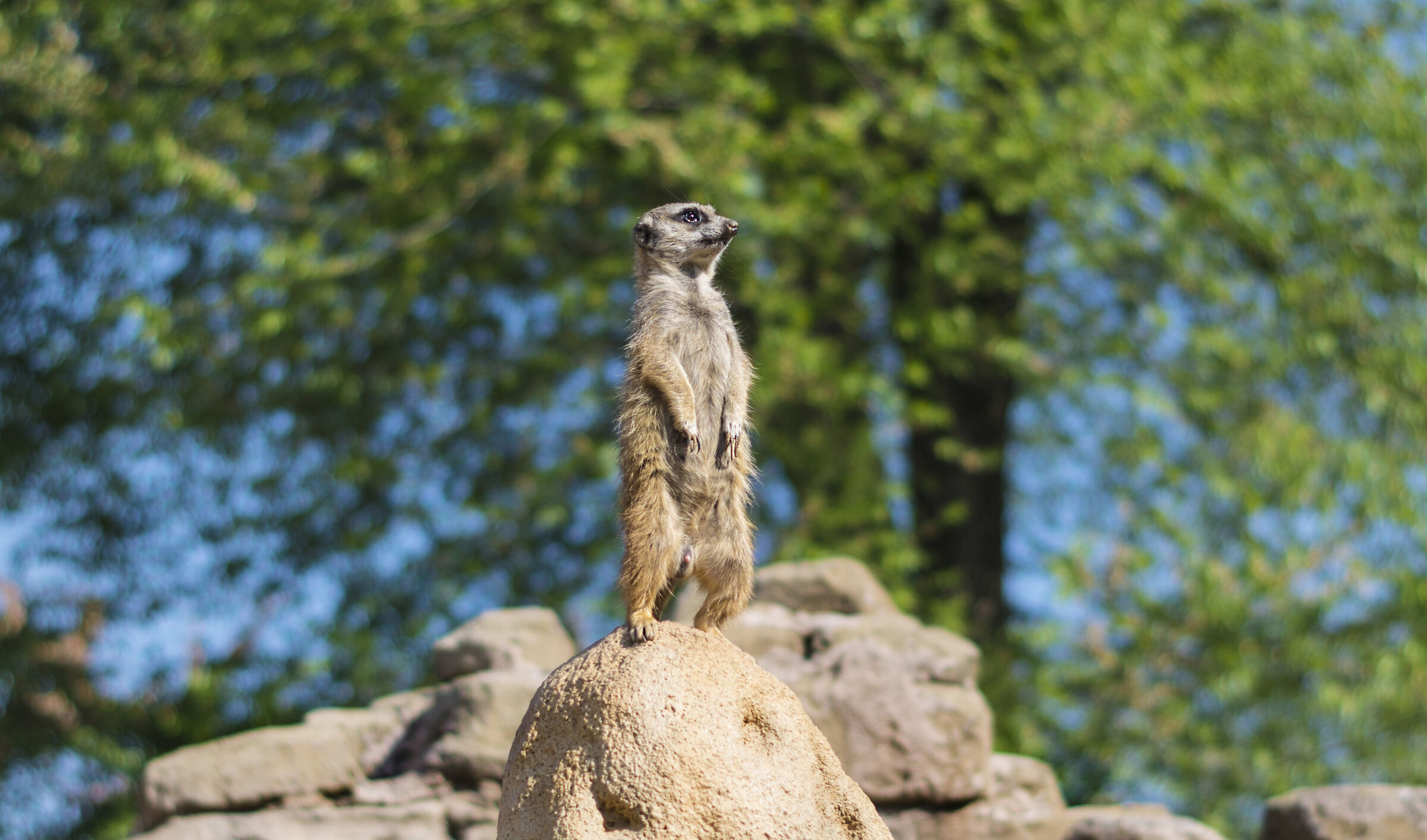 Suricate