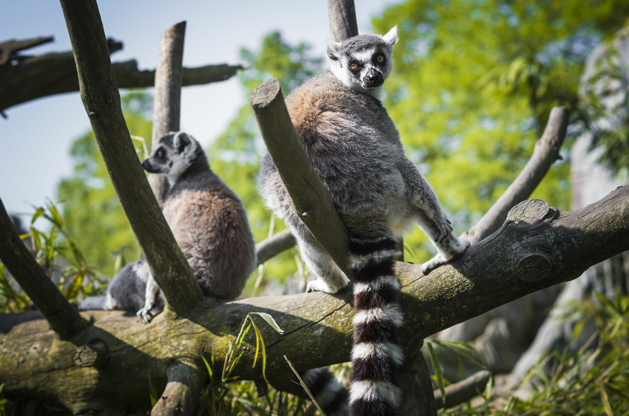 Lemurs
