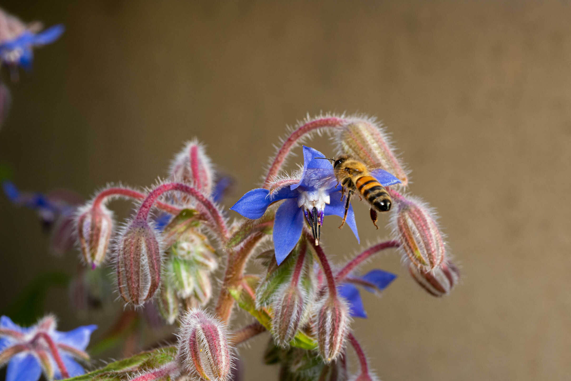 Ape verso fiore di Borago officinalis