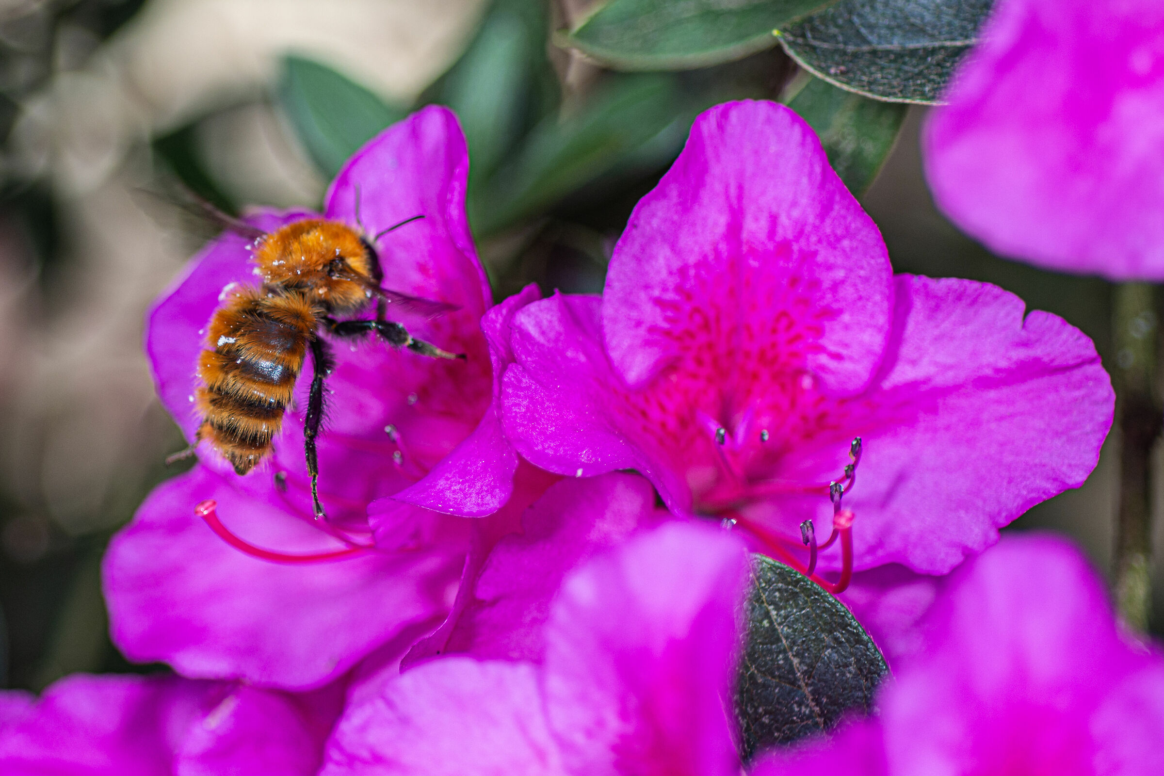 Bombo su fiore di azalea