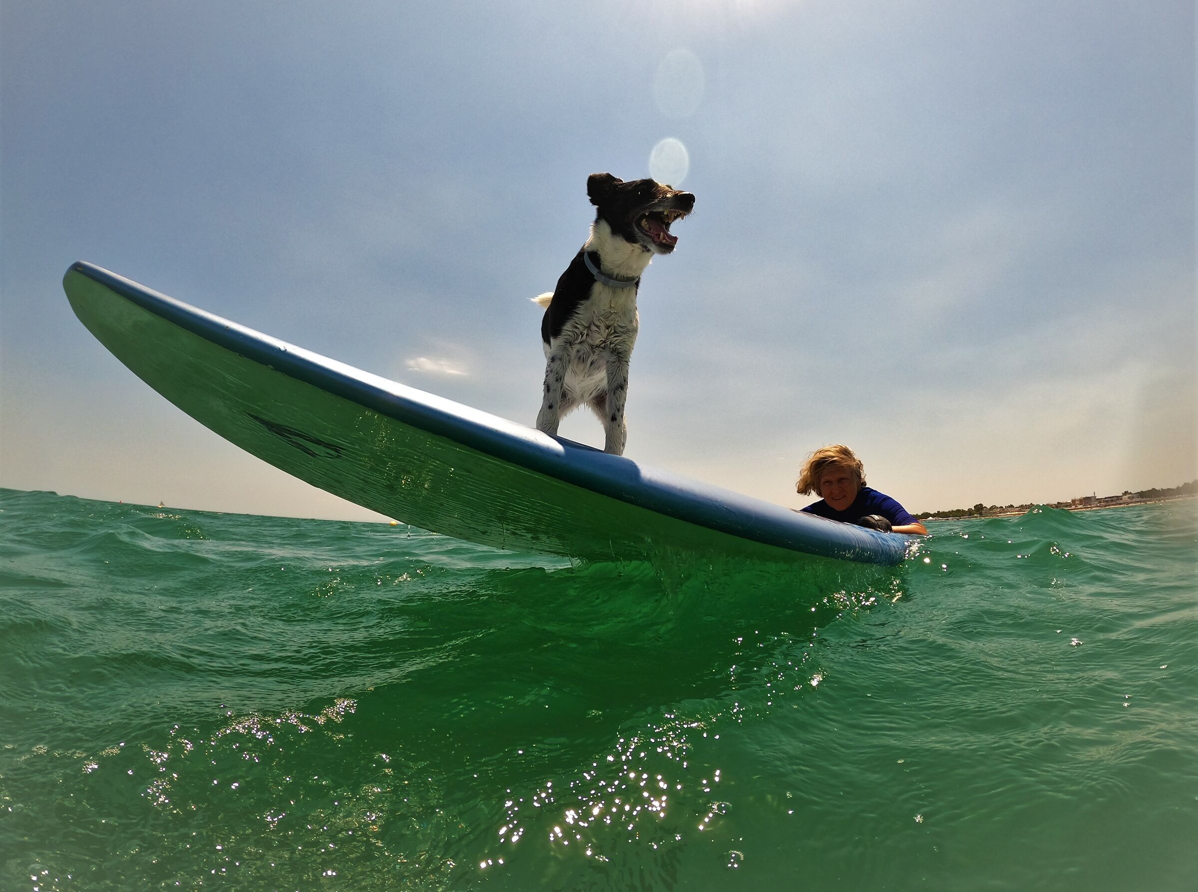 Il mio cane e' un ...surfista.