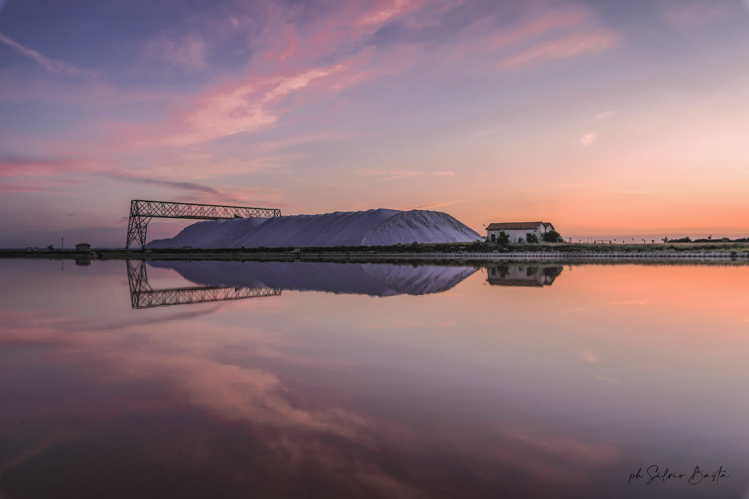 saline daisy of savoy