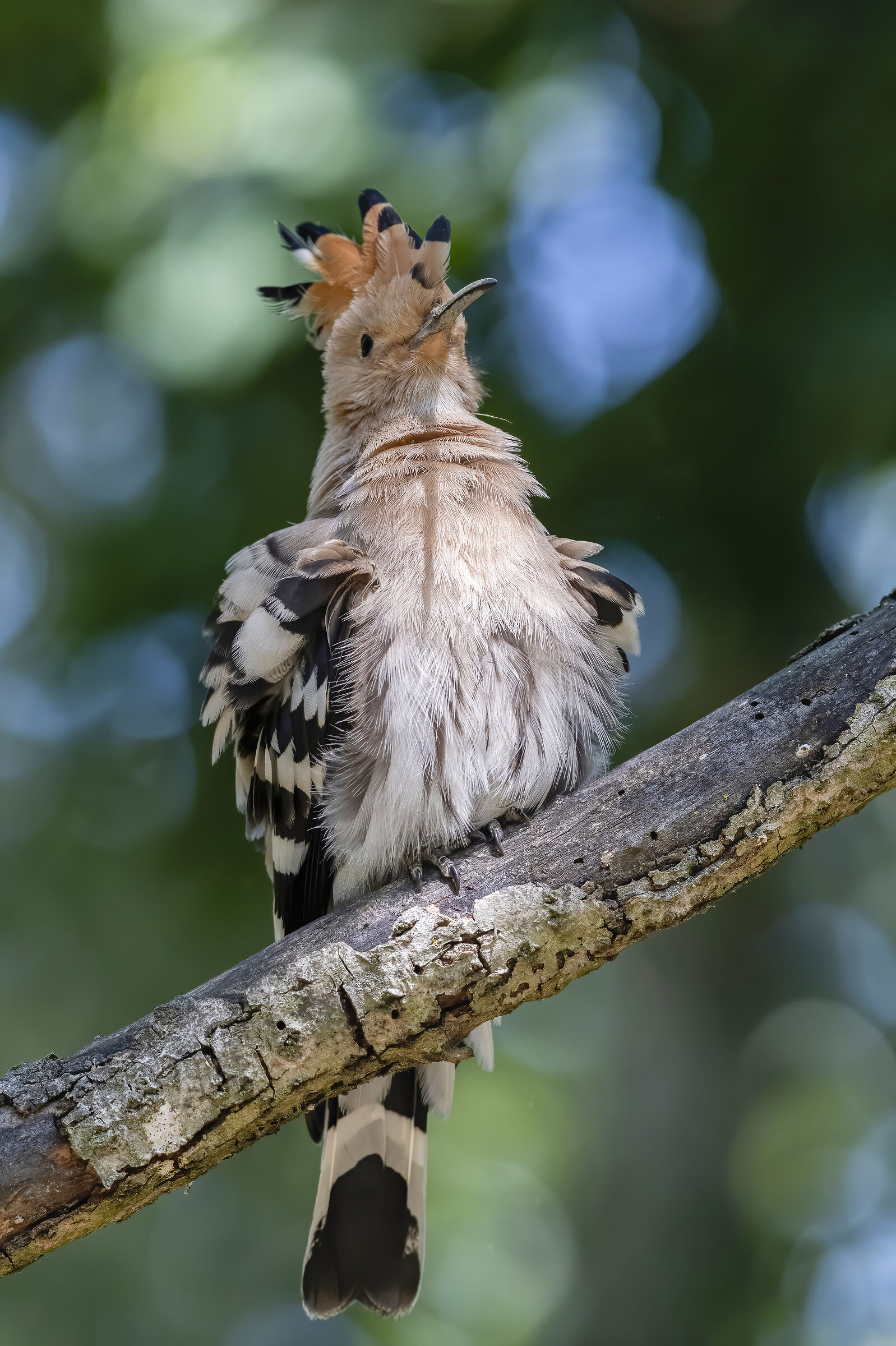 Hoopoe