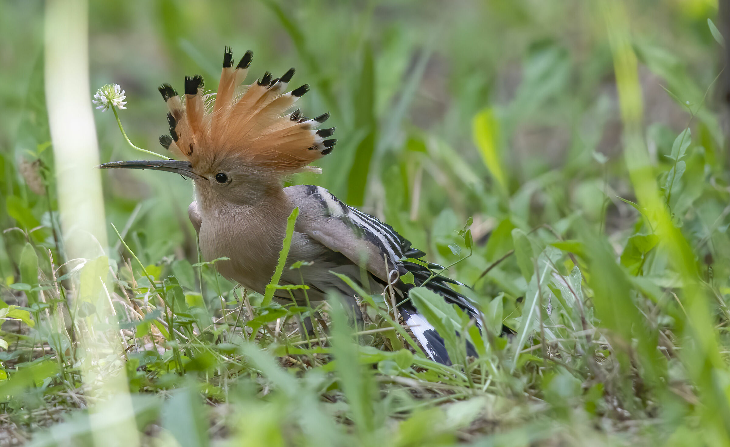 Hoopoe