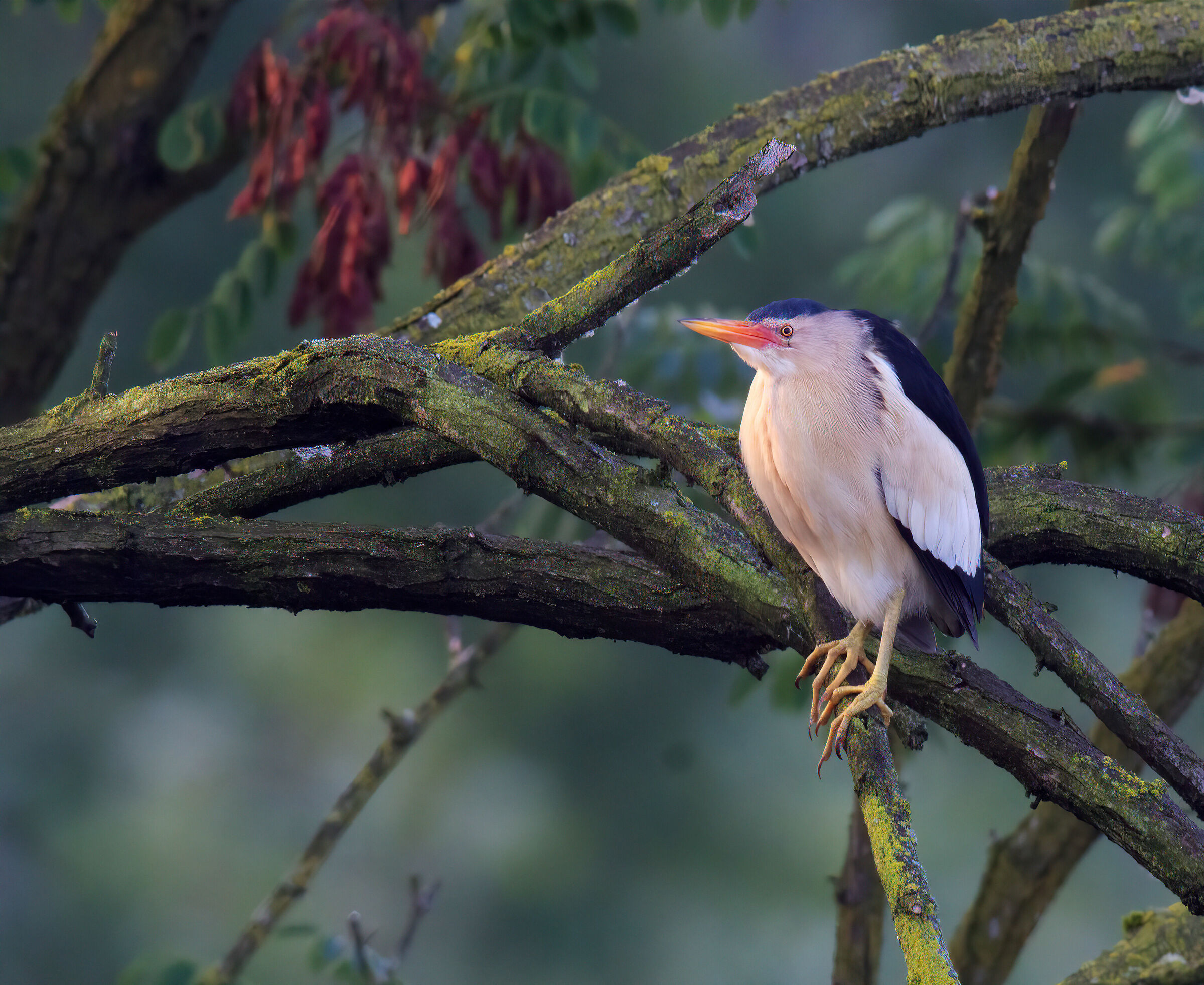 Alle prime luci dell'alba