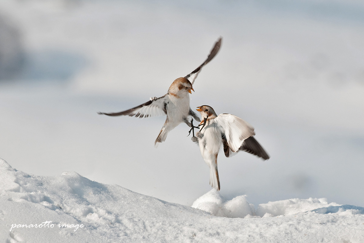 Zigoli in lotta aerea