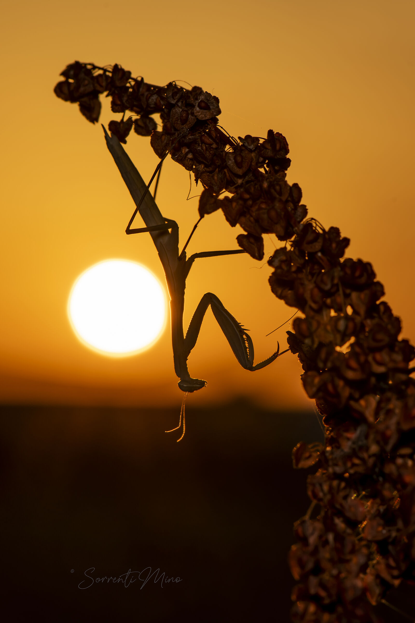 Silhouette al tramonto