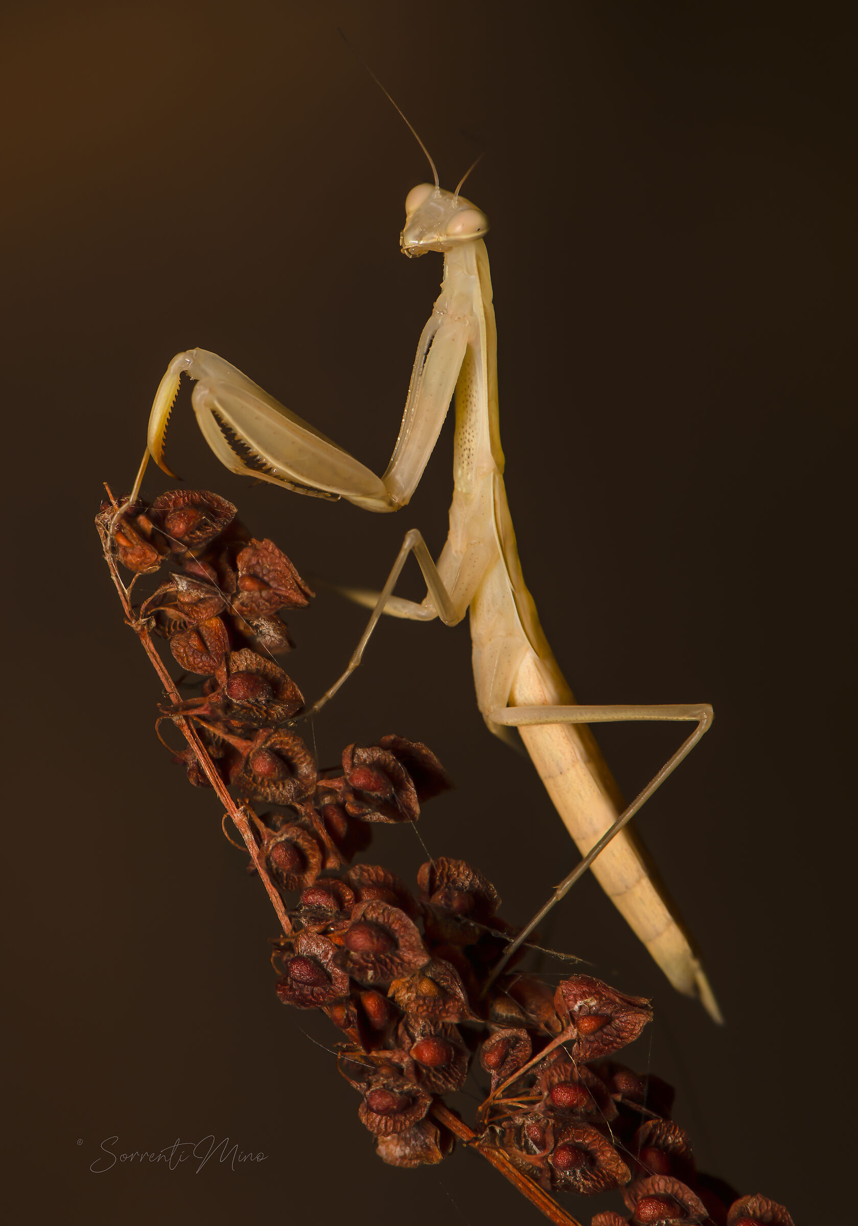 A ognuno la sua modella