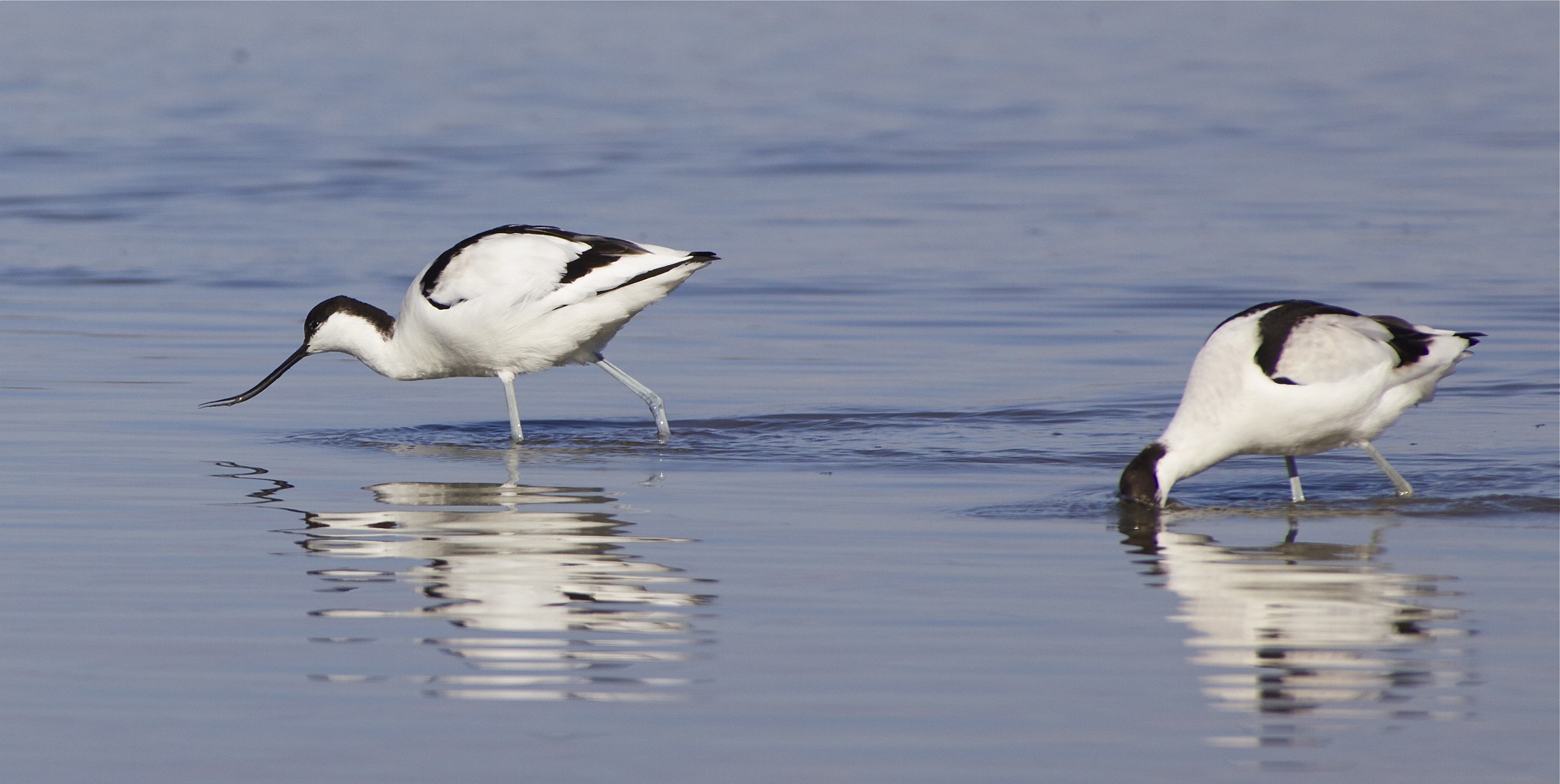 avocette