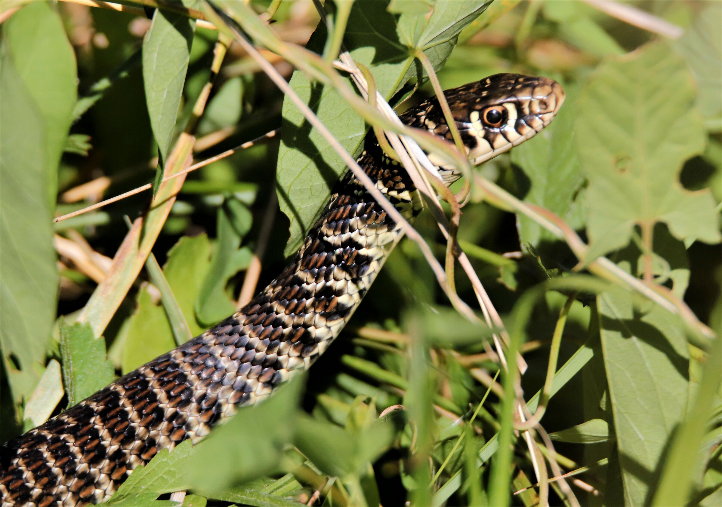 "la biscia non è un serpente"