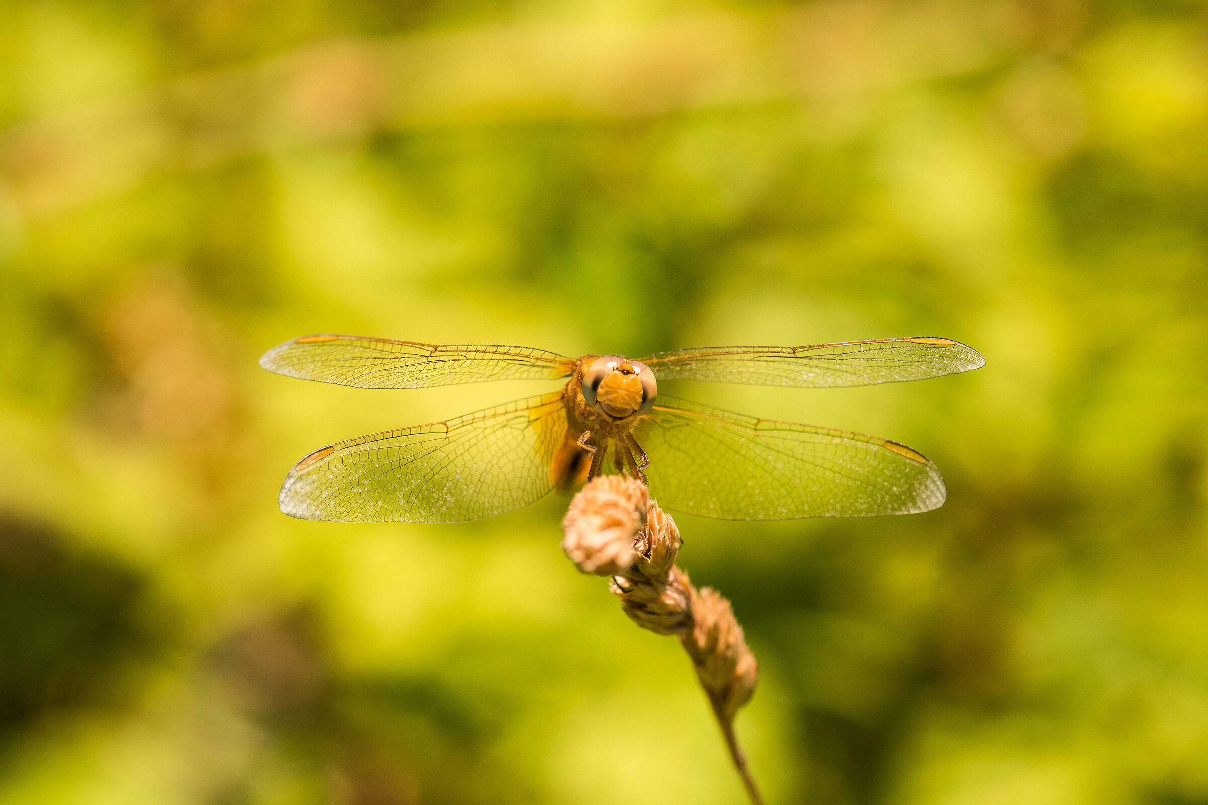 Hey man, here's the paw!