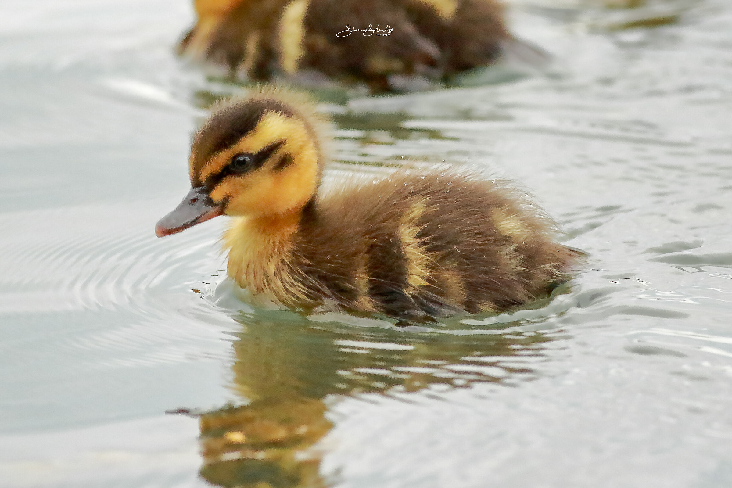 Baby mallard (Anas platyrhynchos, L., 1758)