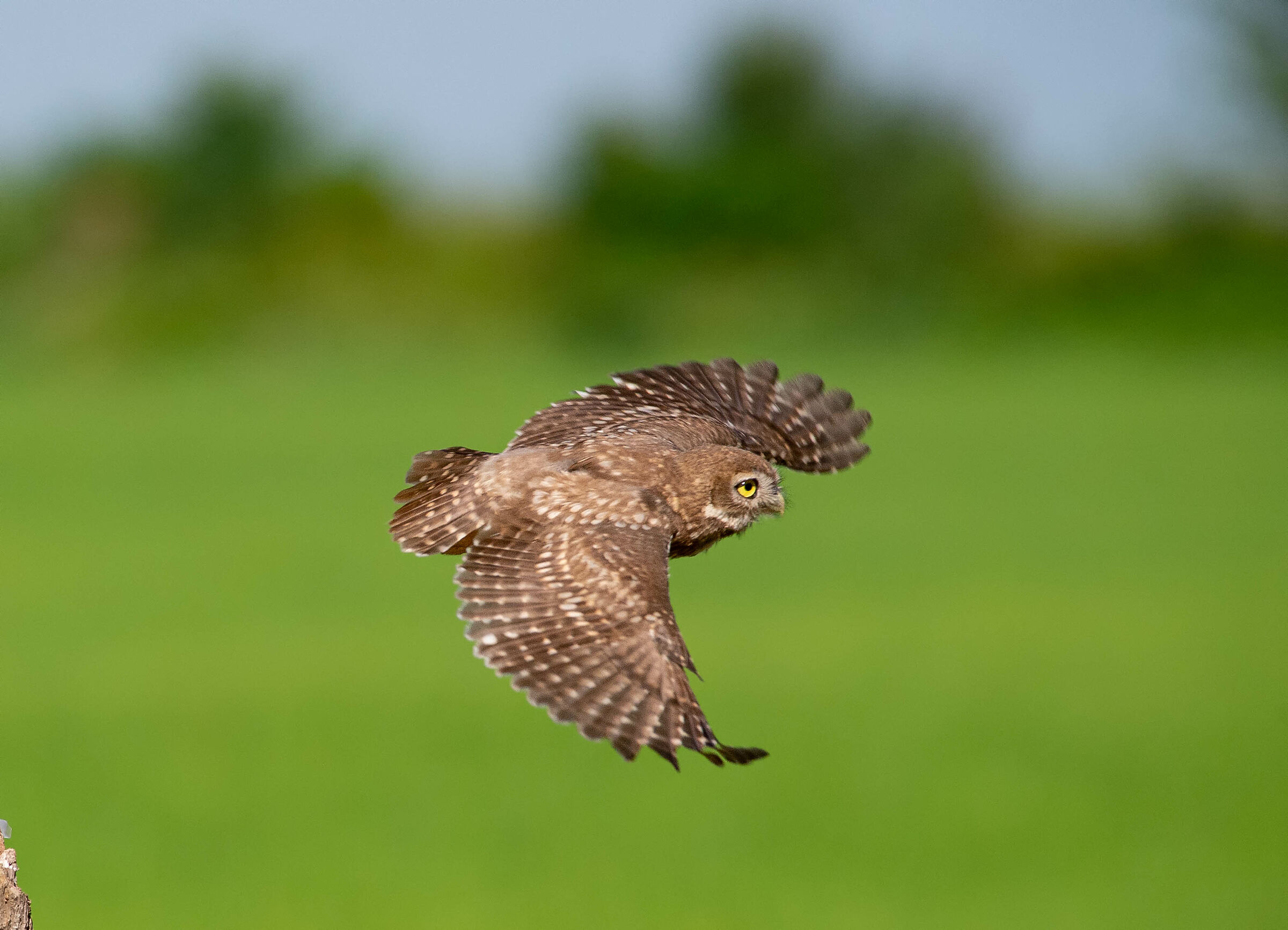 Civetta (Athene noctua)