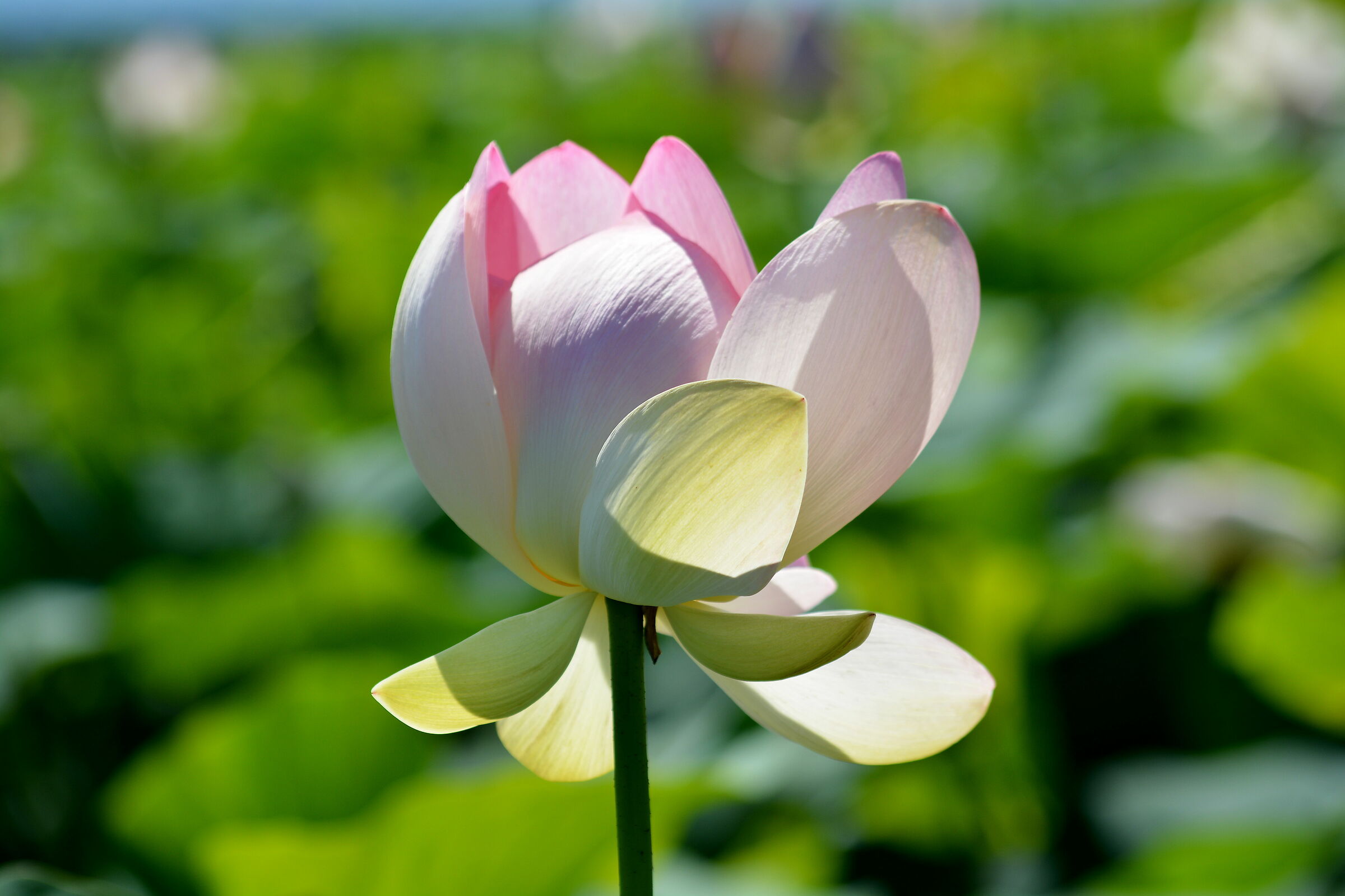 lotus flower