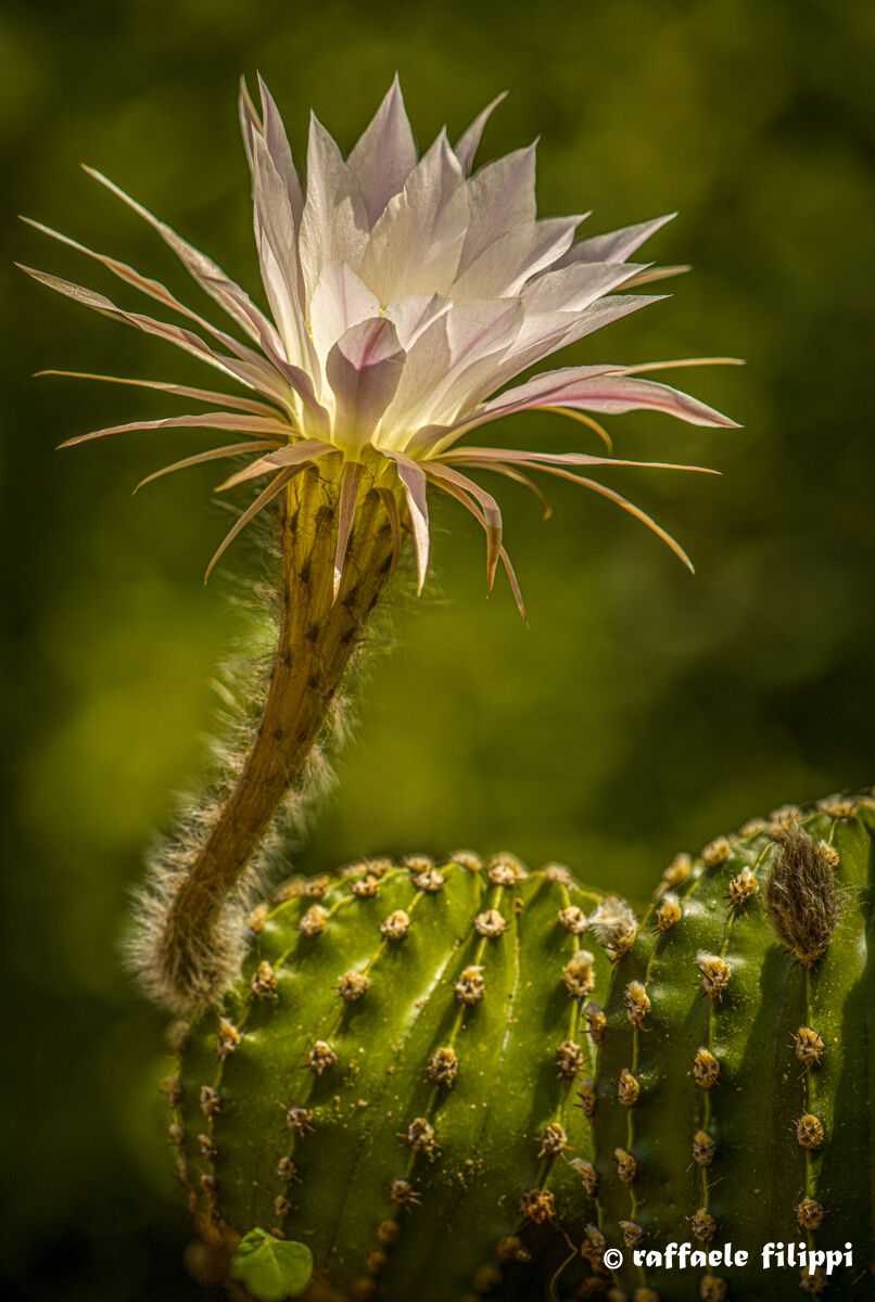 La delicatezza del Cactus