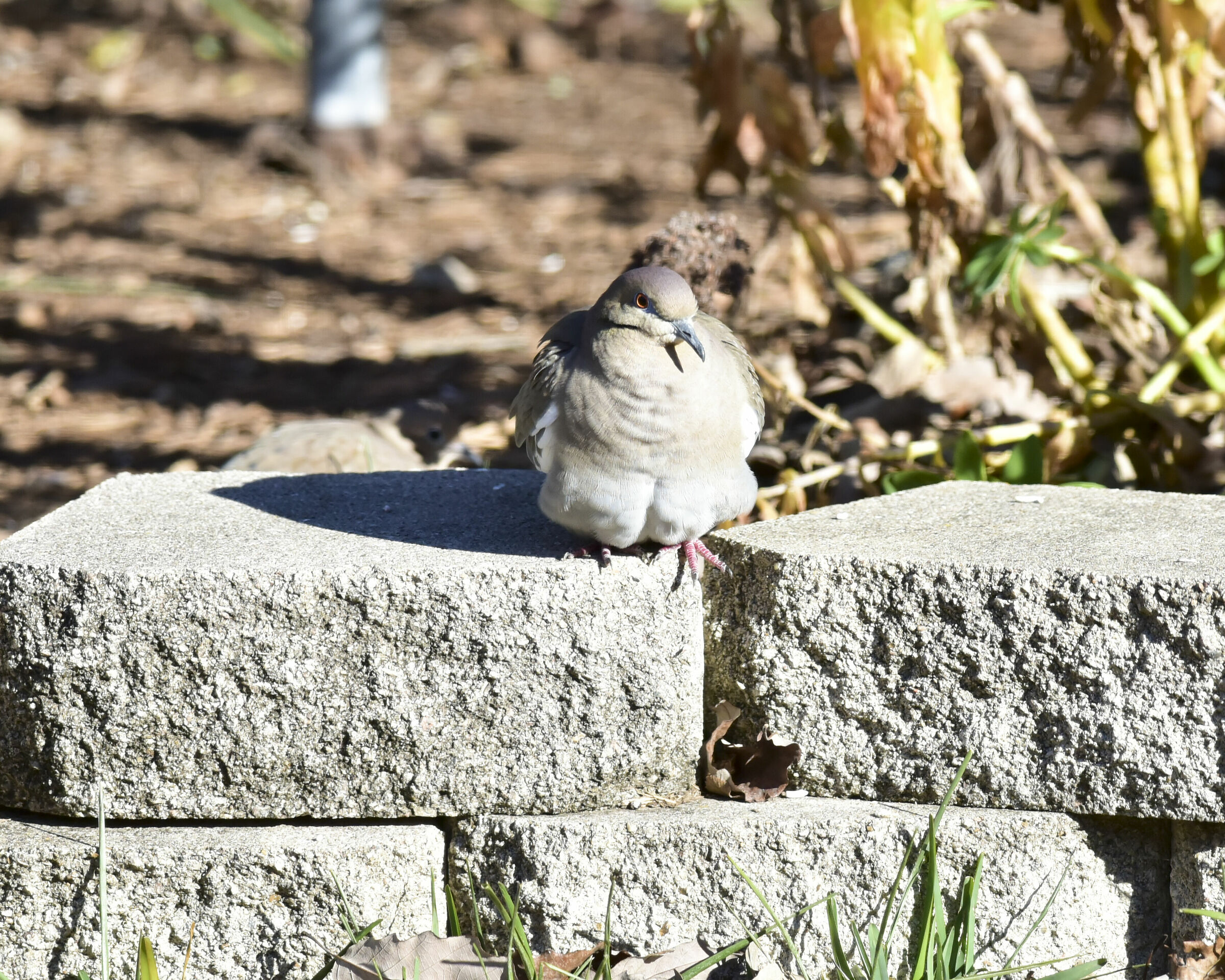 White Wing Dove on a cold day